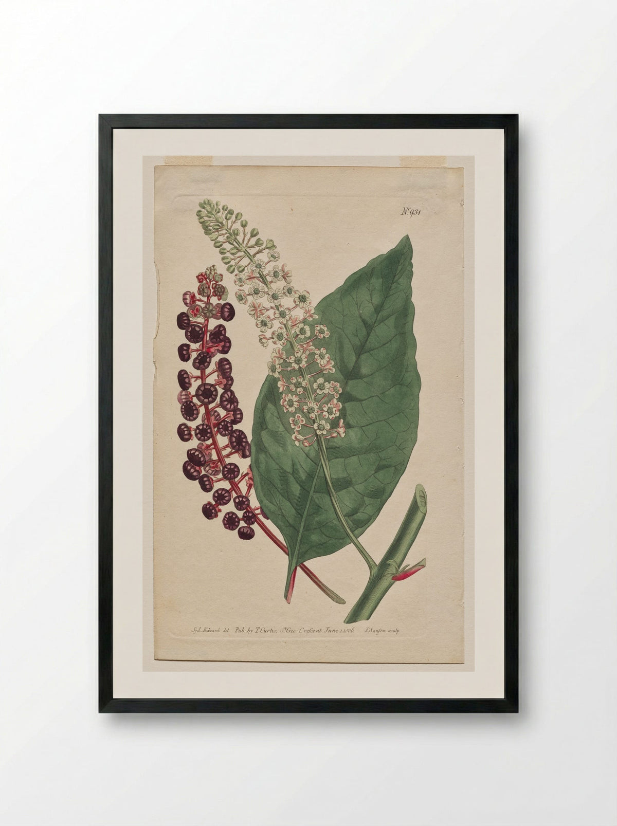 Phytolacca decandra - Francis Sansom - Framed Print Black