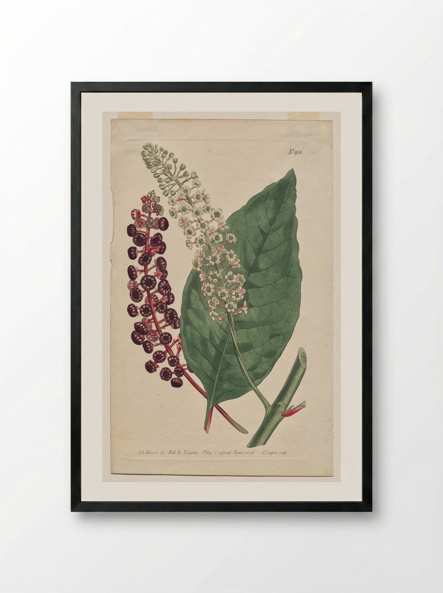 Phytolacca decandra - Francis Sansom - Framed Print Black
