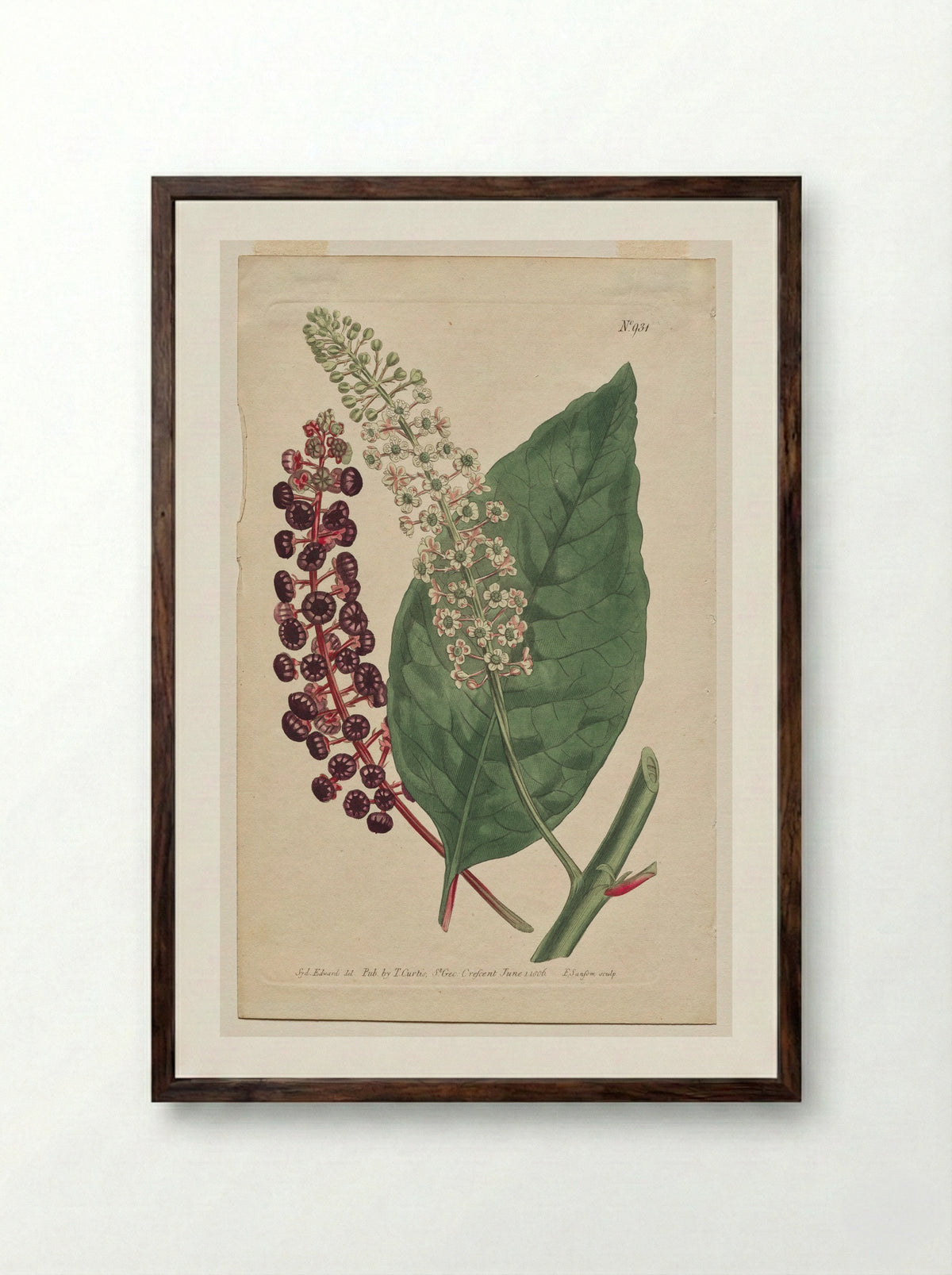 Phytolacca decandra - Francis Sansom - Framed Print Dark Wood