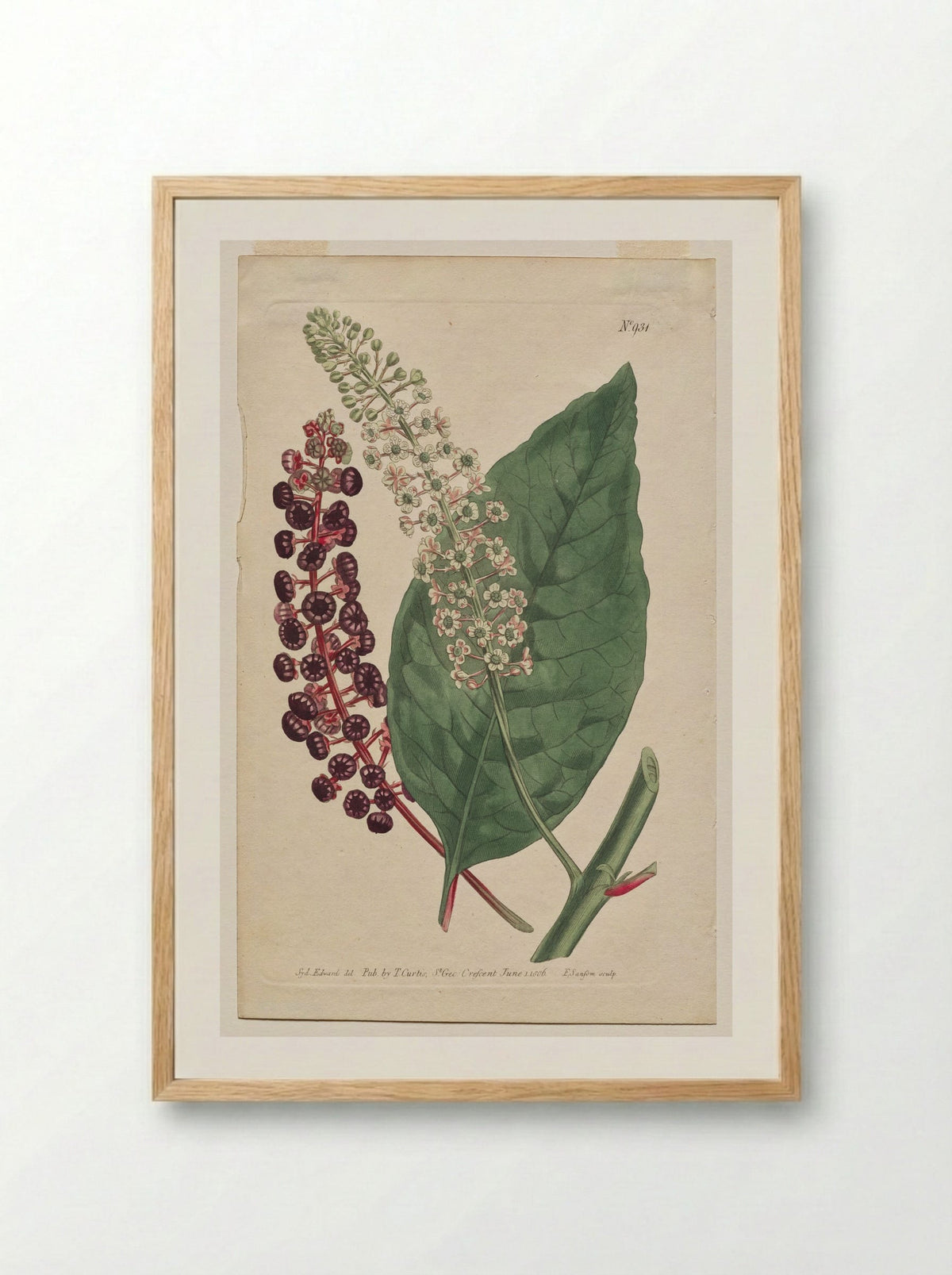 Phytolacca decandra - Francis Sansom - Framed Print Wood