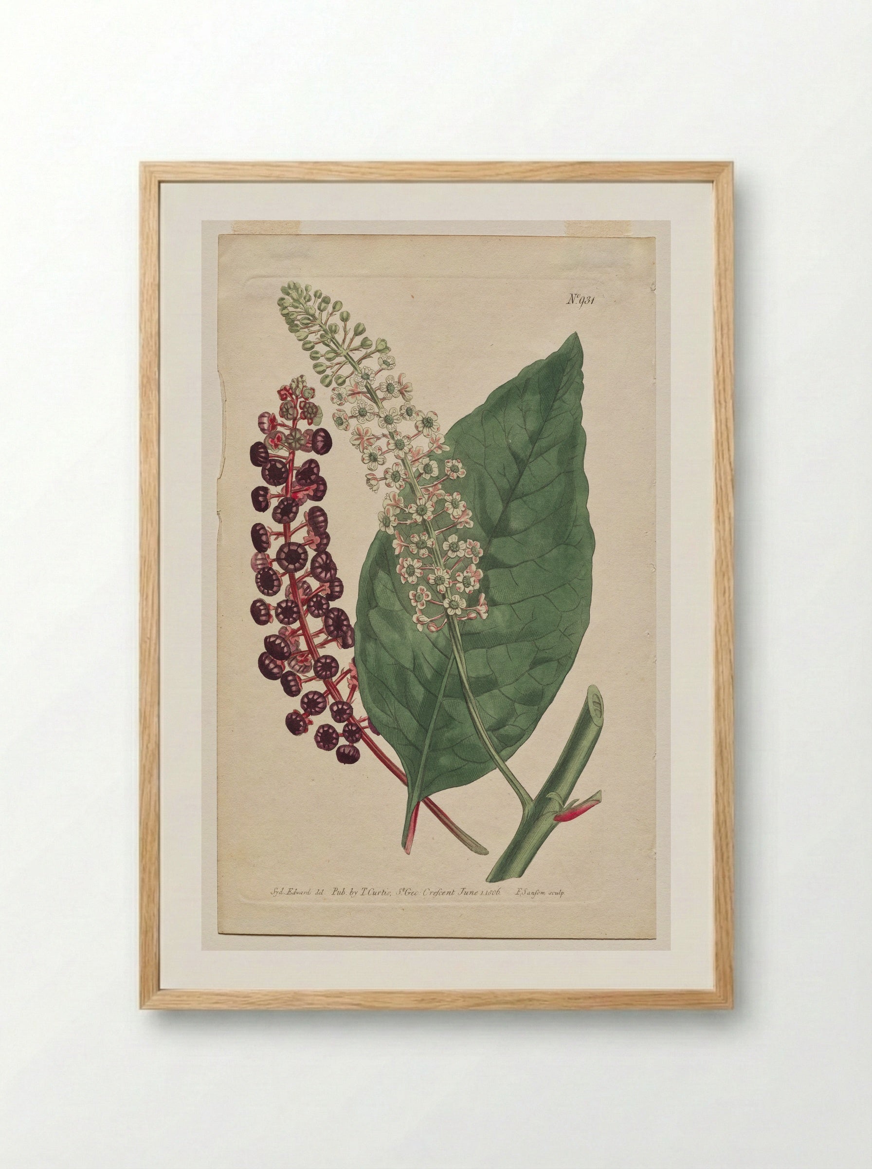 Phytolacca decandra - Francis Sansom - Framed Print Wood