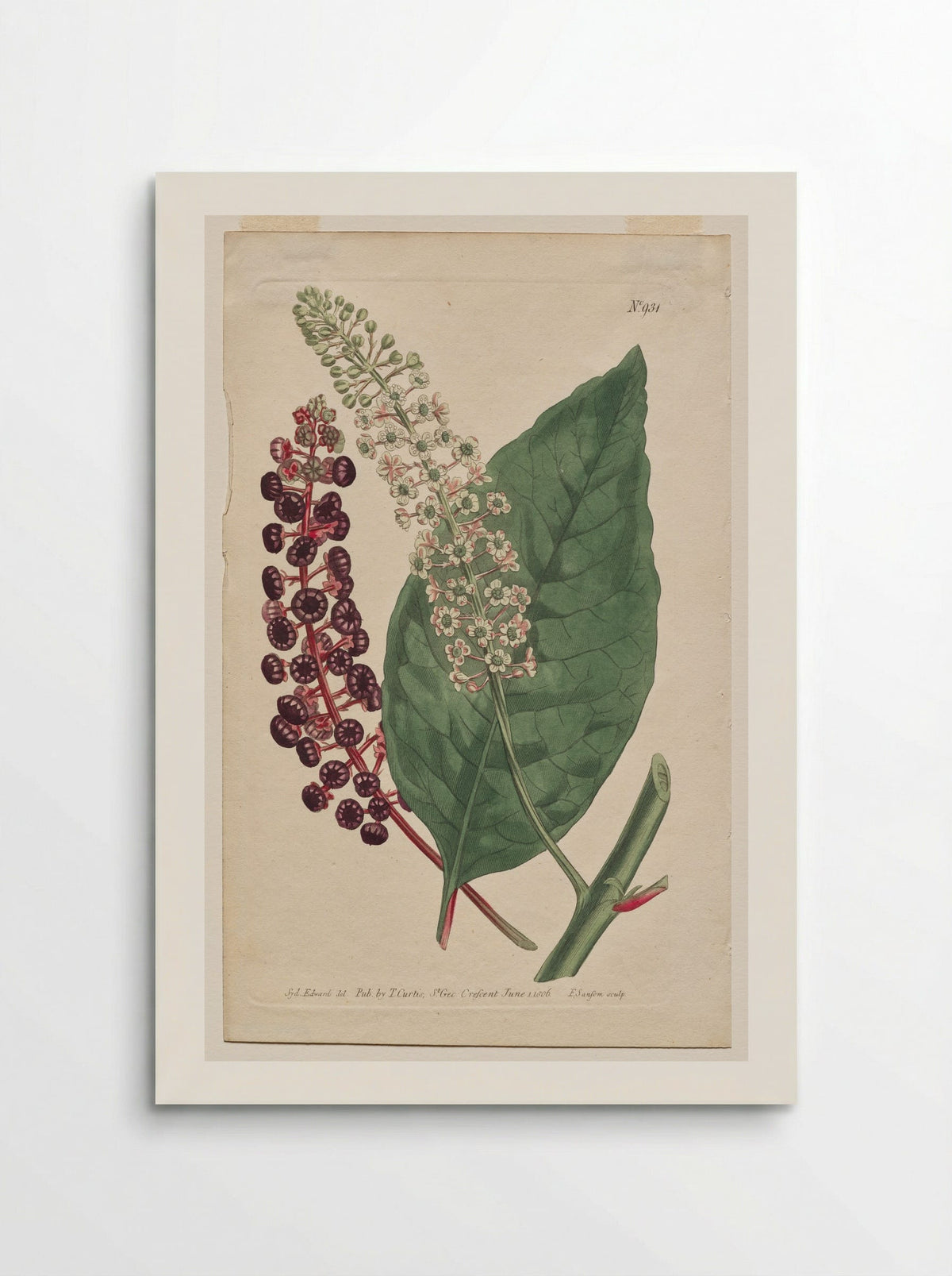 Phytolacca decandra - Francis Sansom - Poster
