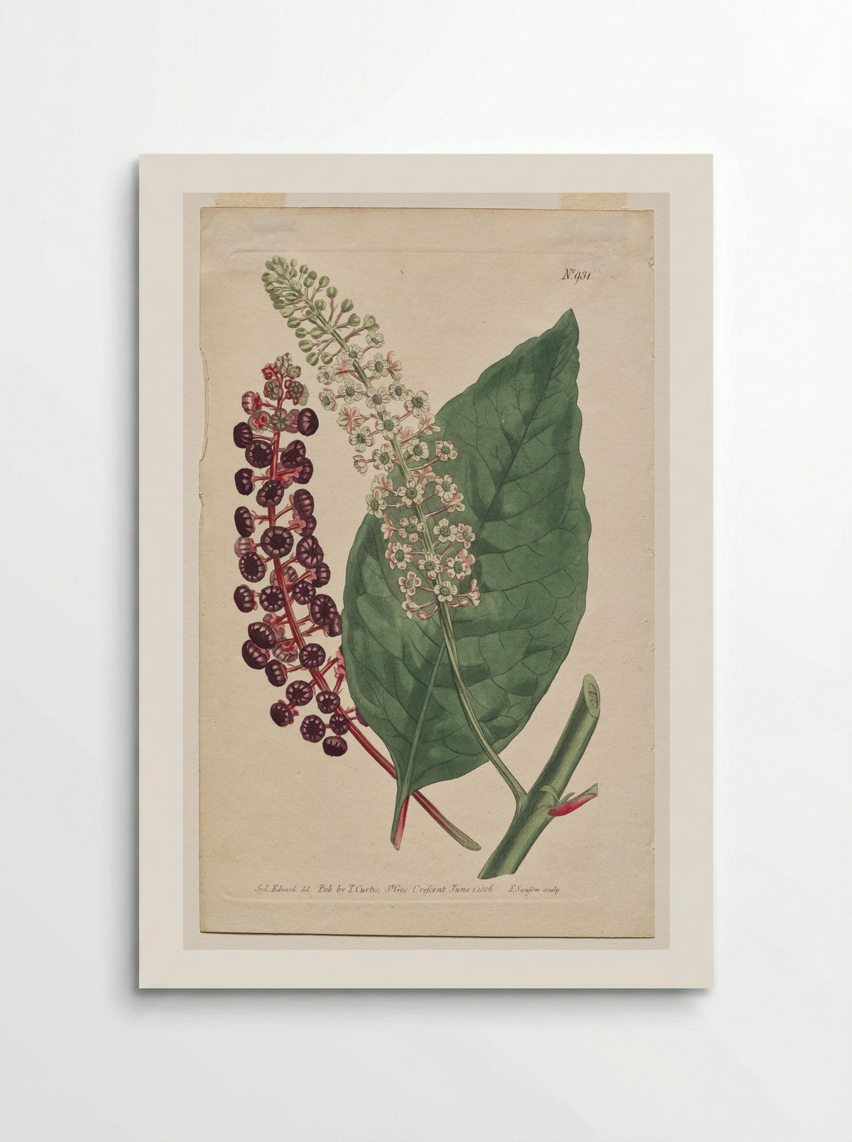Phytolacca decandra - Francis Sansom - Poster