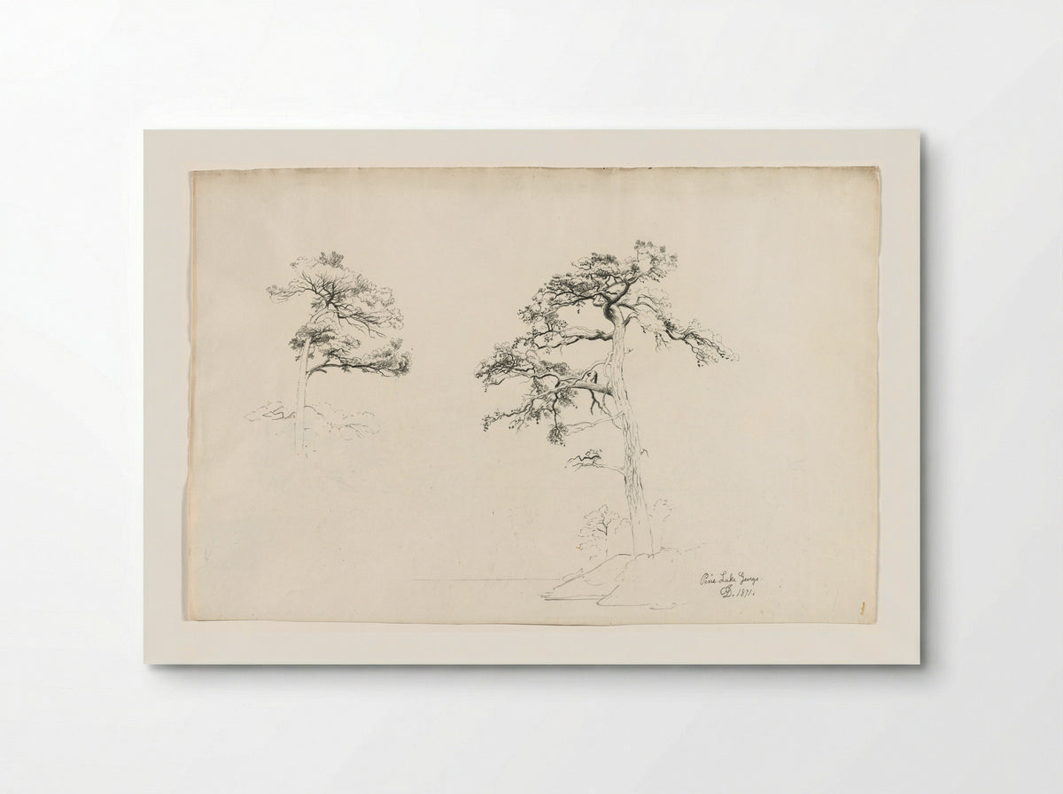 Pine, Lake George - David Johnson - Poster