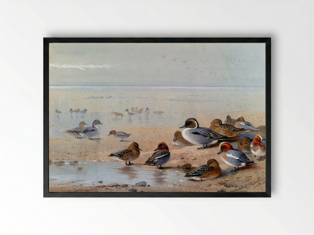 Pintail, Teal And Wigeon, On The Seashore - Archibald Thorburn - Framed Print Black