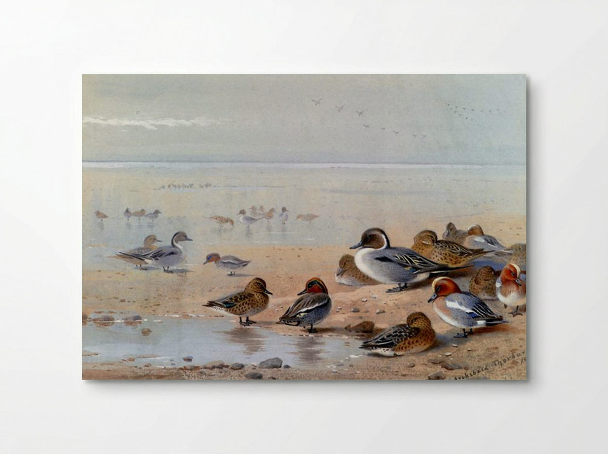 Pintail, Teal And Wigeon, On The Seashore - Archibald Thorburn - Poster