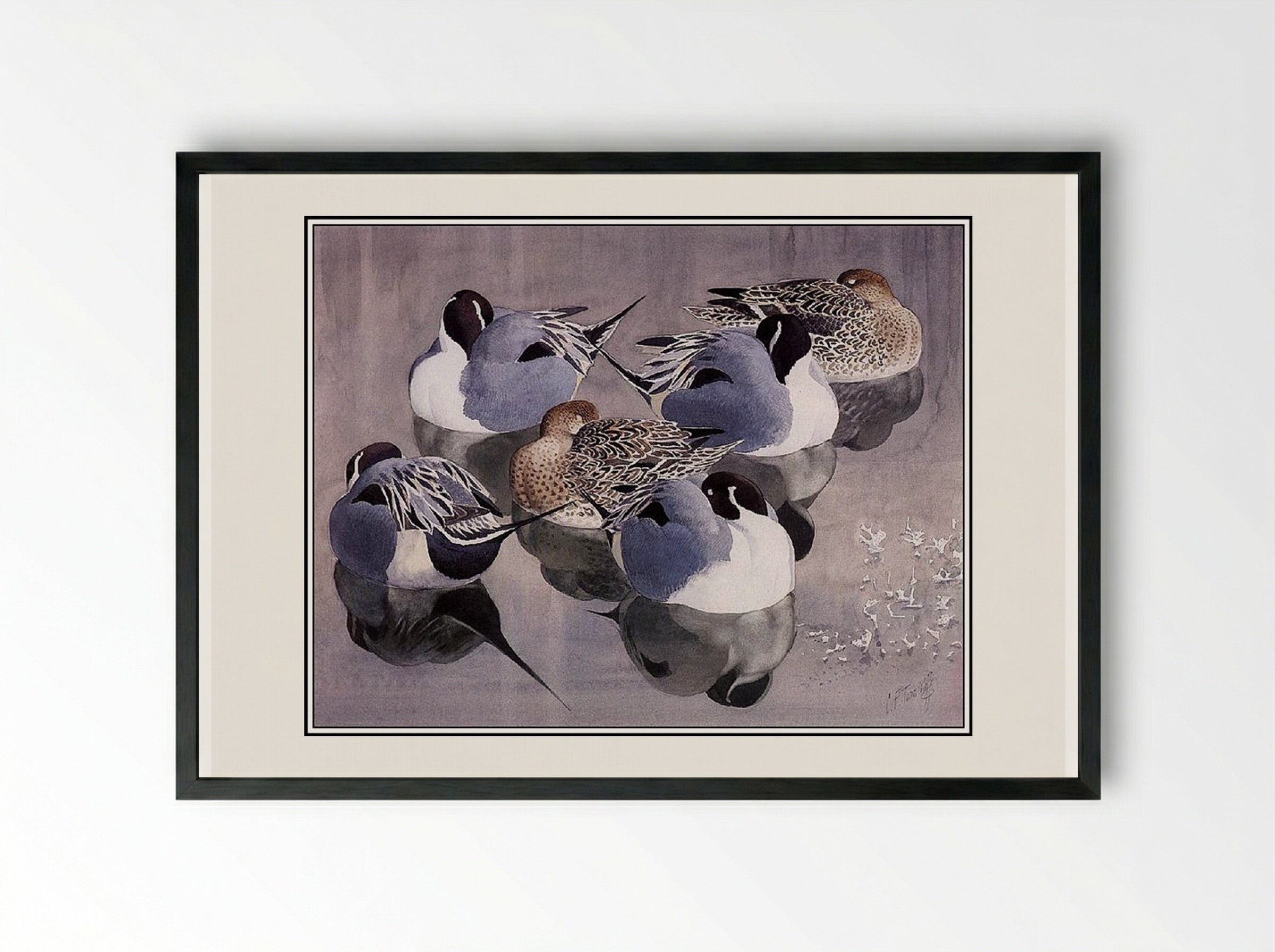 Pintails At Rest - Charles Tunnicliffe - Framed Print Black