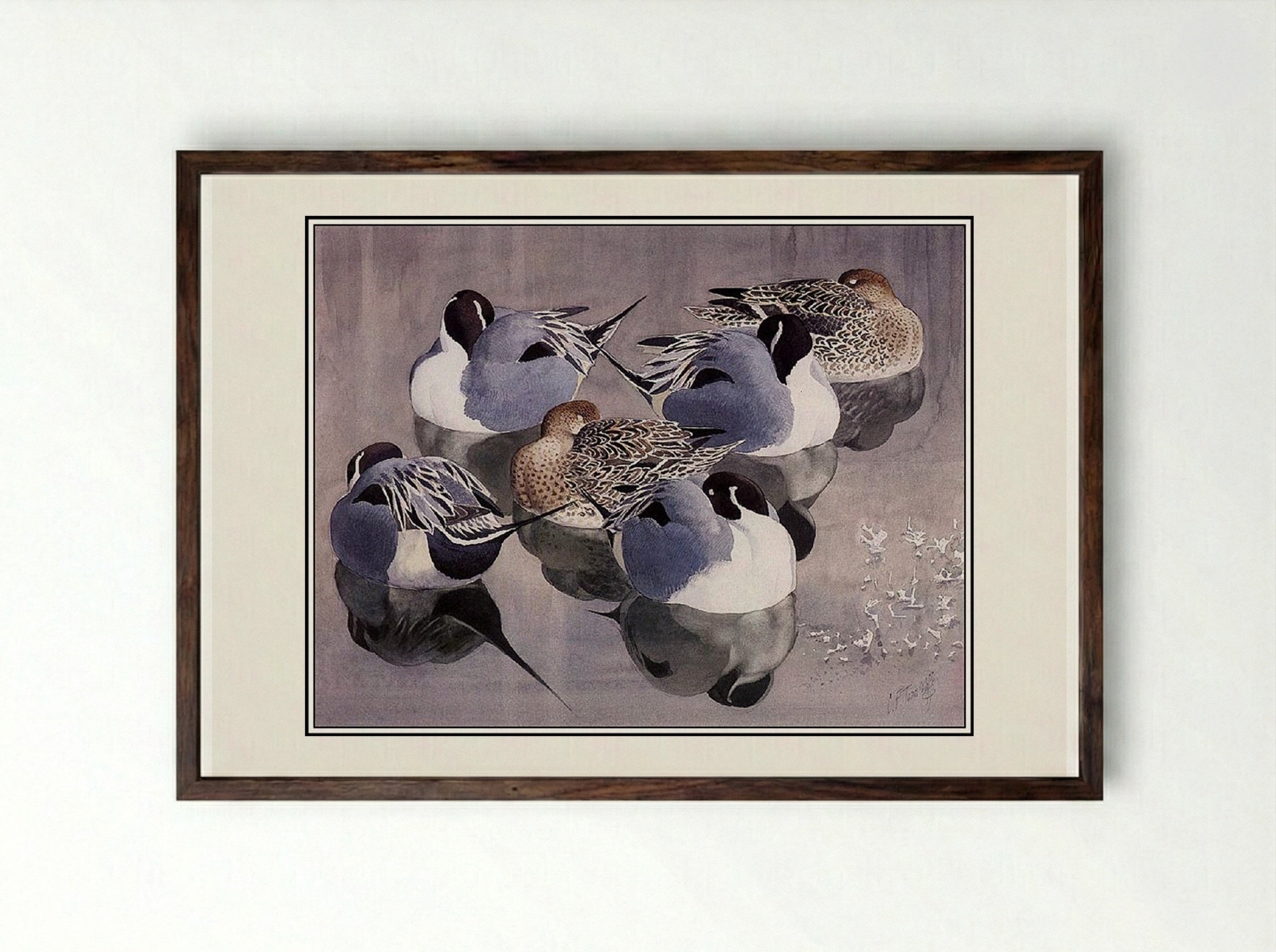 Pintails At Rest - Charles Tunnicliffe - Framed Print Dark Wood