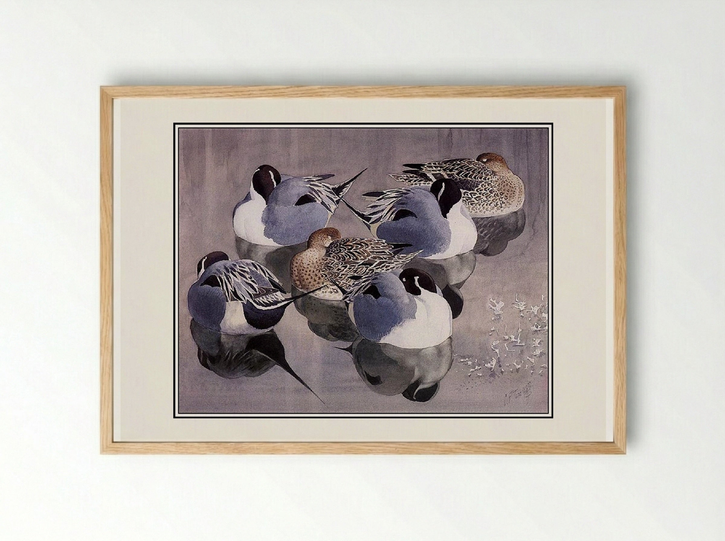 Pintails At Rest - Charles Tunnicliffe - Framed Print Wood