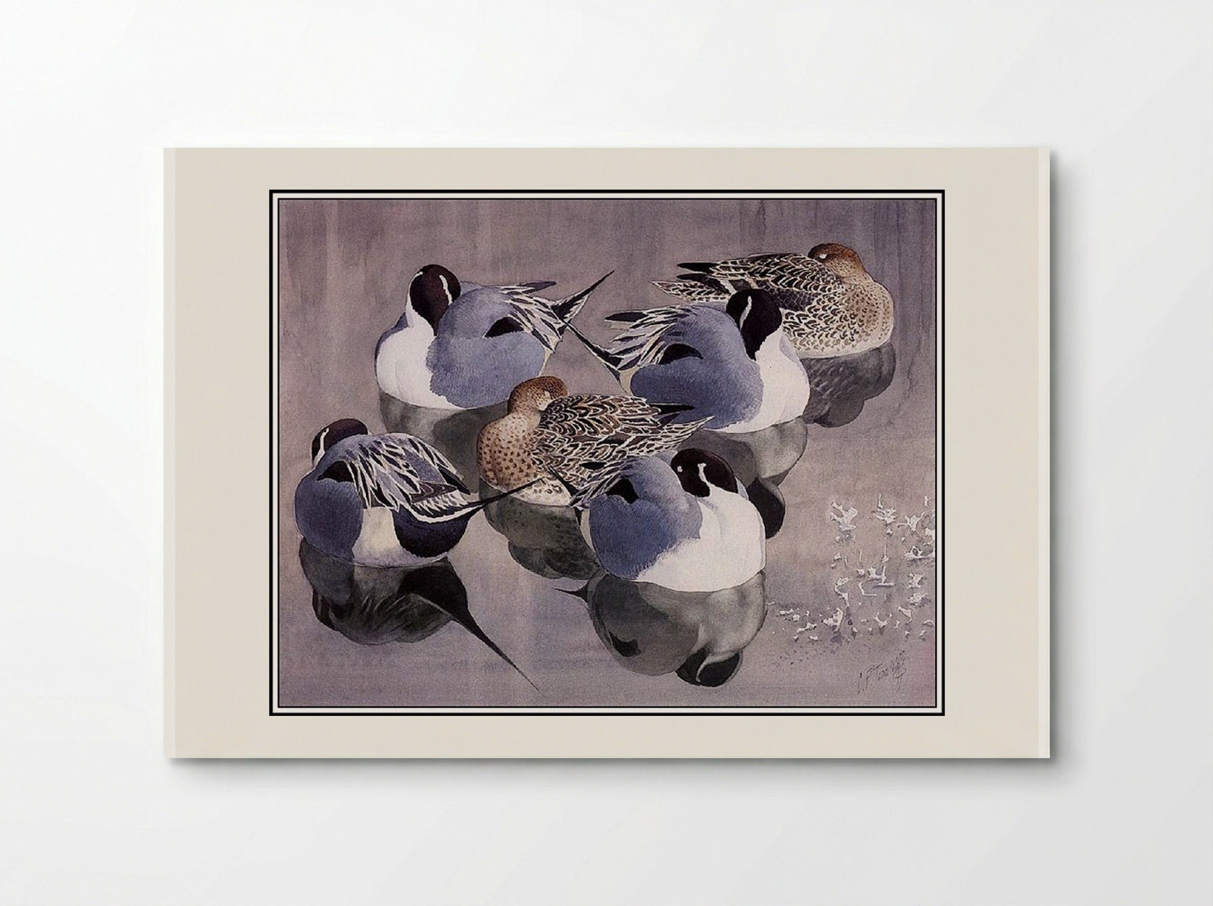 Pintails At Rest - Charles Tunnicliffe - Poster