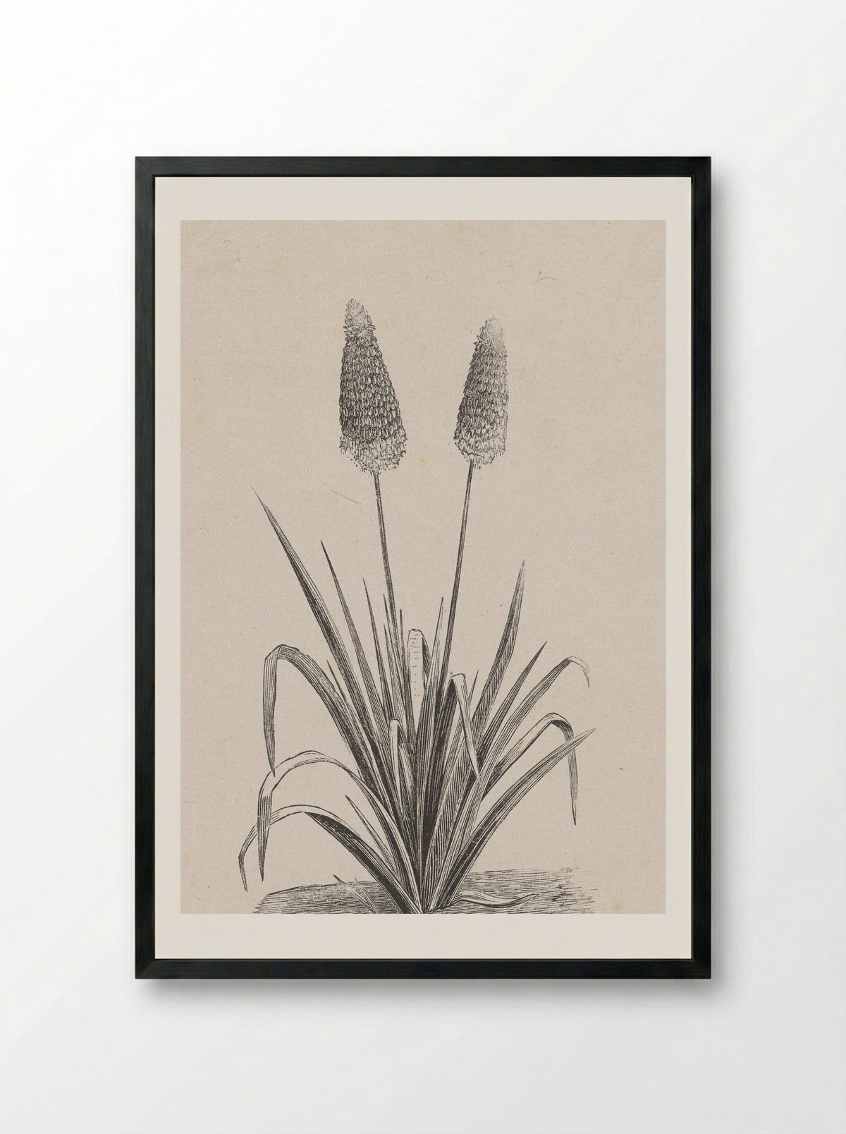 Plant met twee bloemen - Isaac Weissenbruch - Framed Print Black