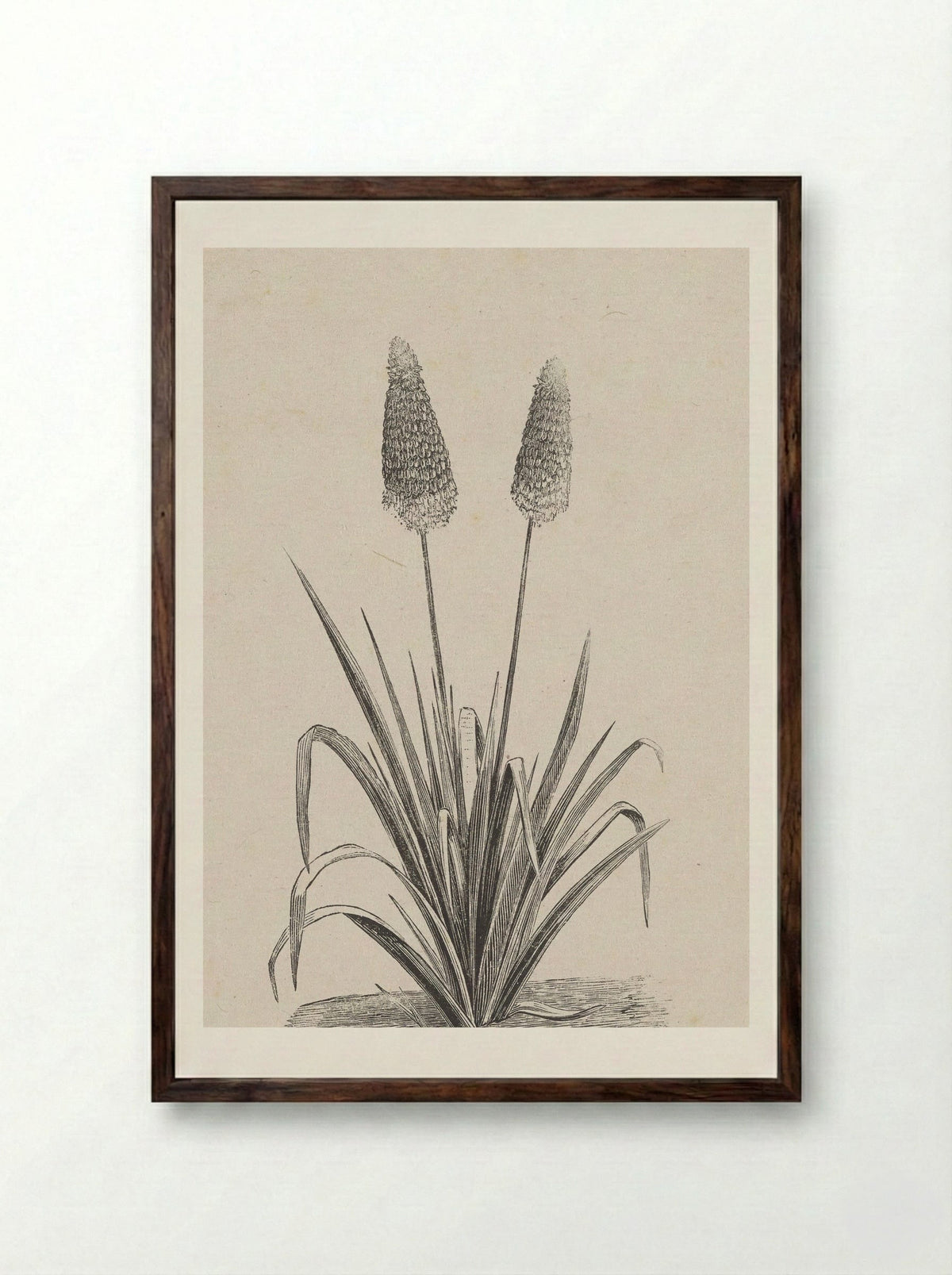 Plant met twee bloemen - Isaac Weissenbruch - Framed Print Dark Wood