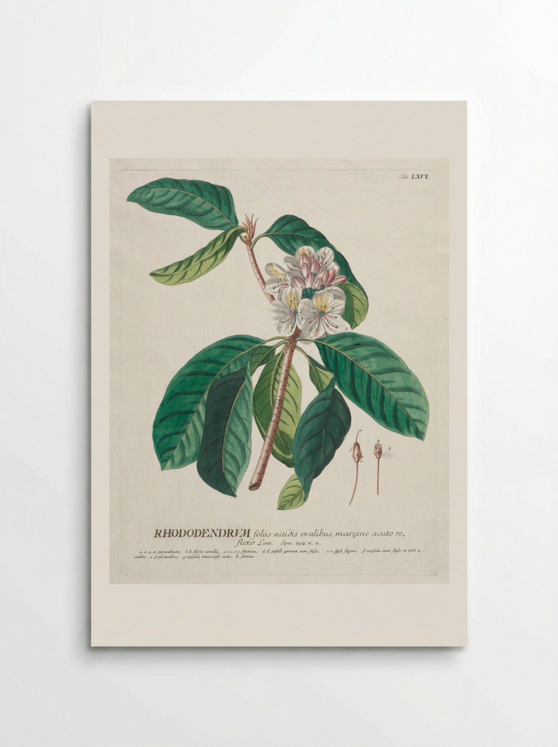 Plantae Selectae: No. 66 - Rhododendron - Georg Dionysius Ehret - Poster