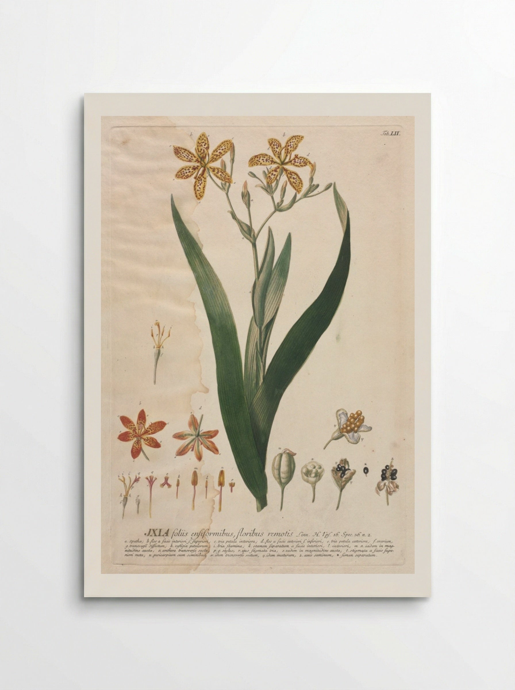 Plantae Selectae: No. 52 - Ixia - Georg Dionysius Ehret - Poster
