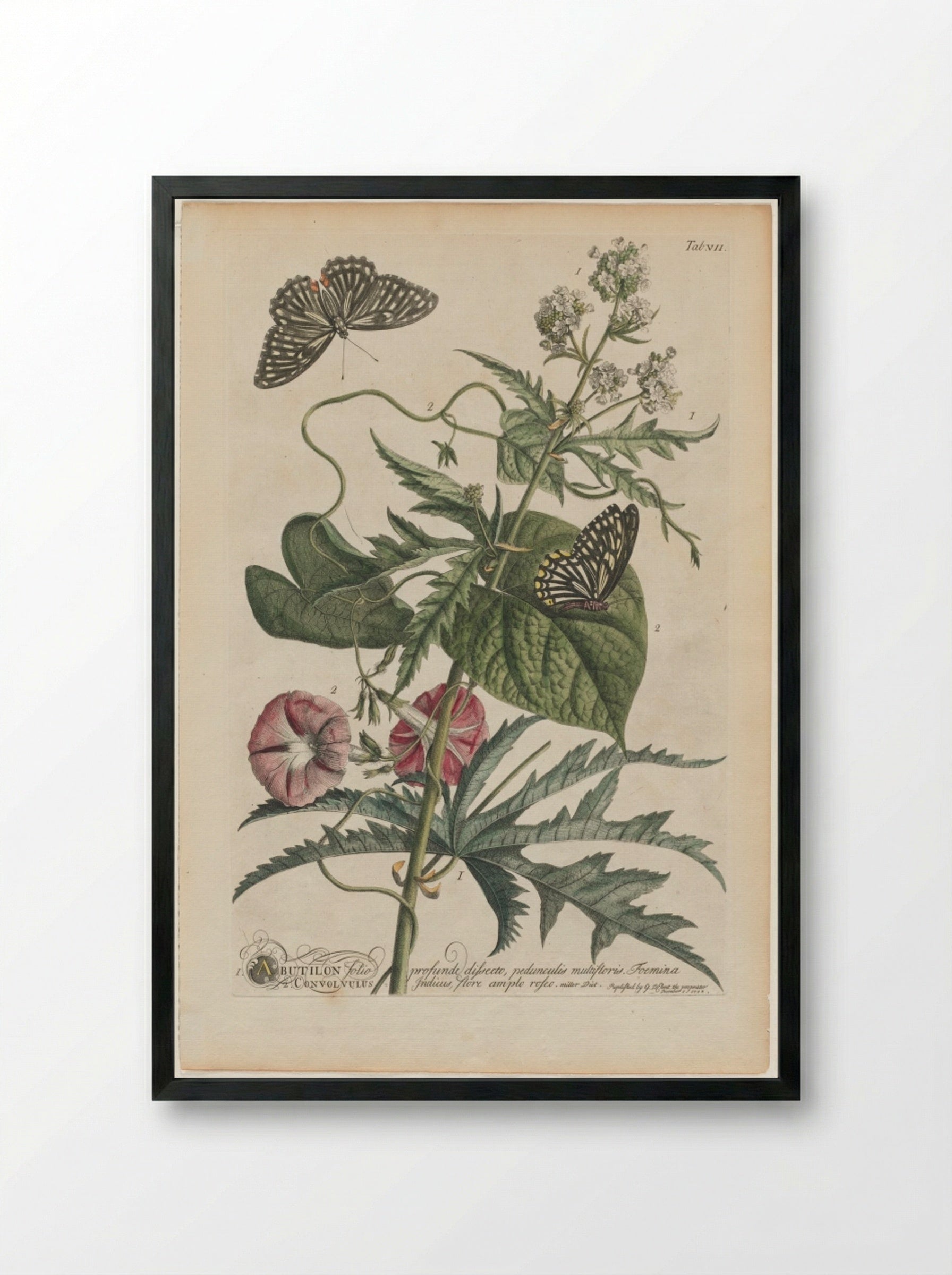 Plantae et papiliones rariores: No. 7 - Georg Dionysius Ehret - Framed Print Black