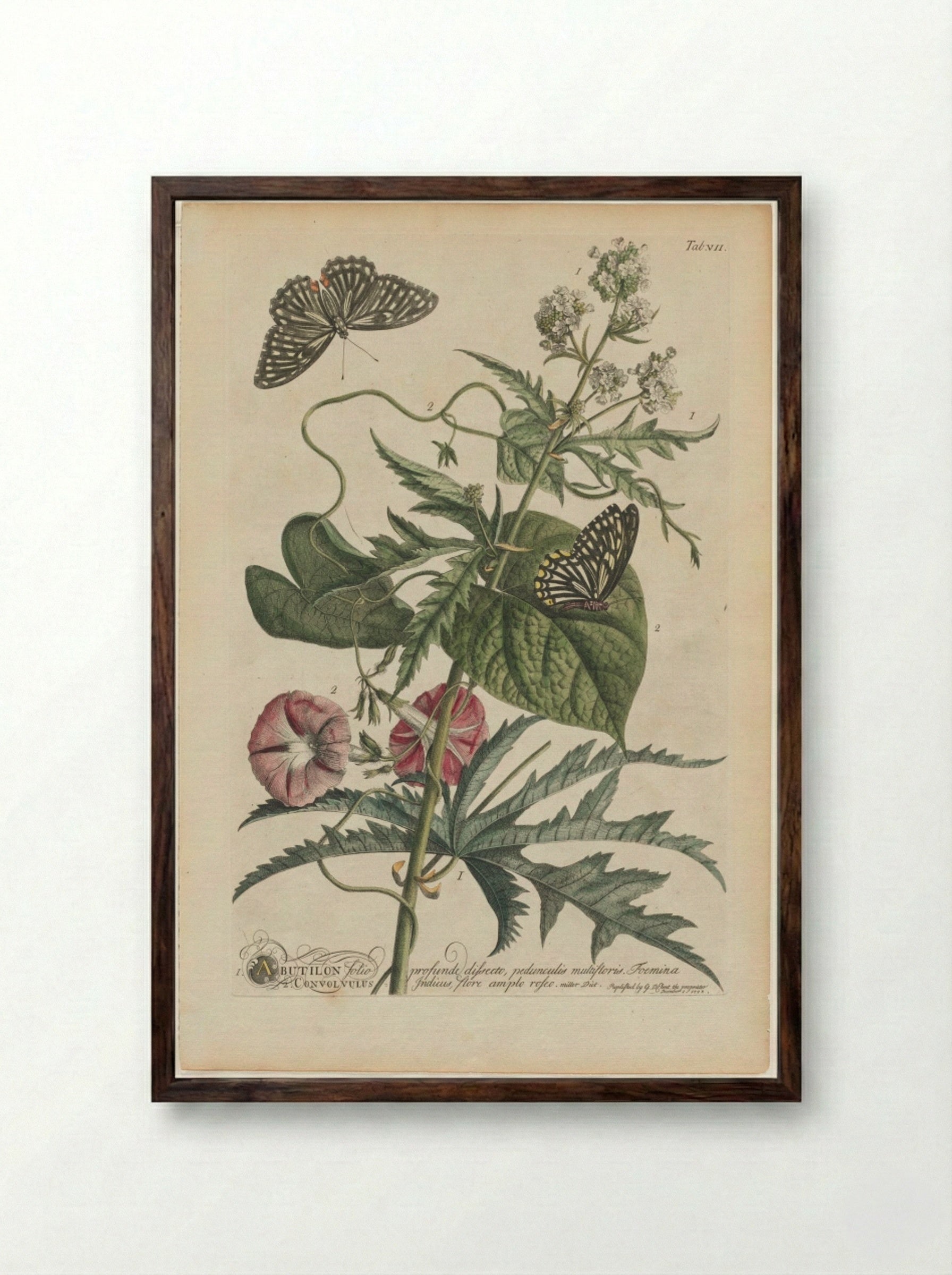 Plantae et papiliones rariores: No. 7 - Georg Dionysius Ehret - Framed Print Dark Wood