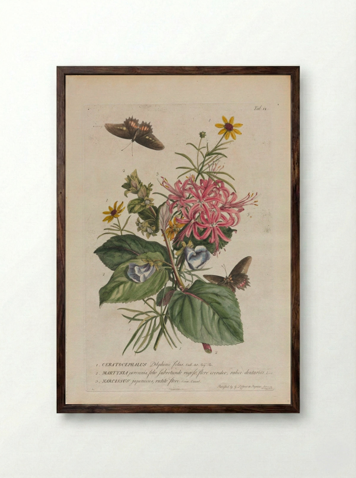 Plantae et papiliones rariores: No. 9 - Georg Dionysius Ehret - Framed Print Dark Wood