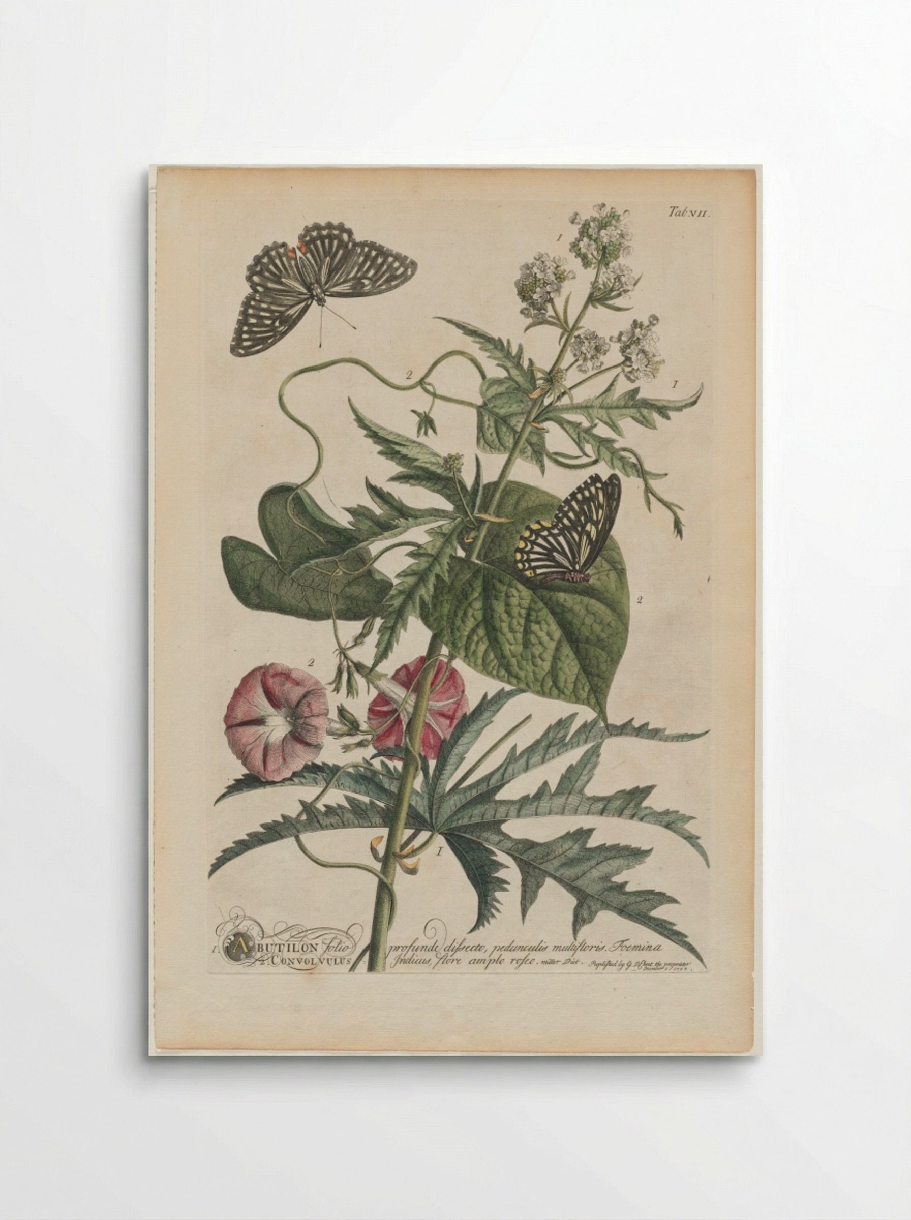 Plantae et papiliones rariores: No. 7 - Georg Dionysius Ehret - Poster