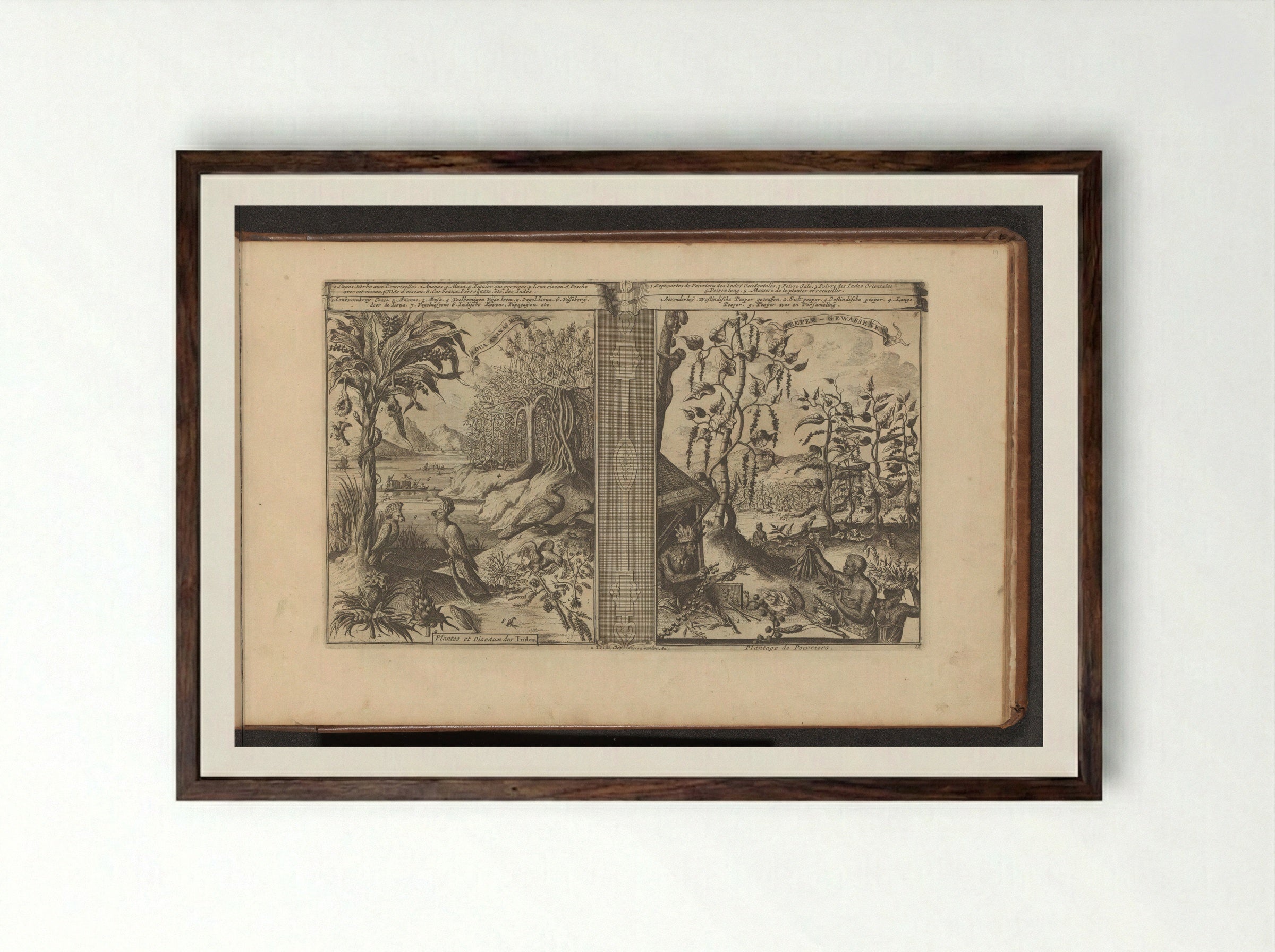Planten, vogels en pepervelden - Romeyn de Hooghe - Framed Print Dark Wood