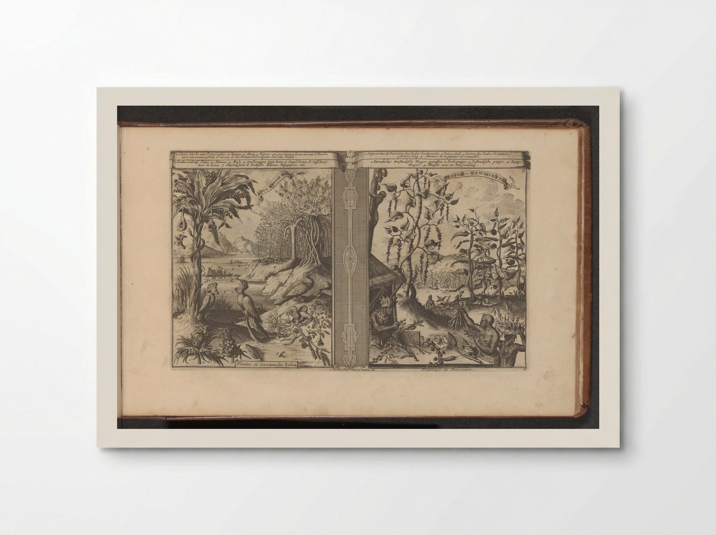 Planten, vogels en pepervelden - Romeyn de Hooghe - Poster
