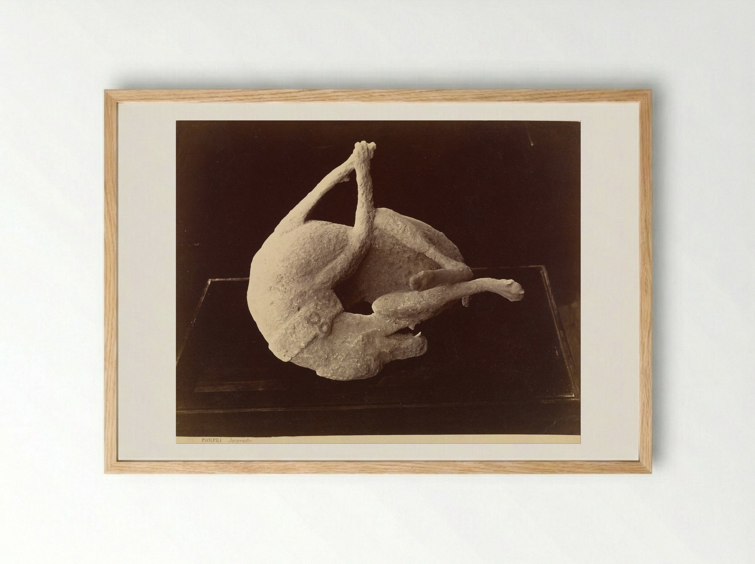 Plaster Cast of a Dog from Pompeii - Giorgio Sommer - Framed Print Wood