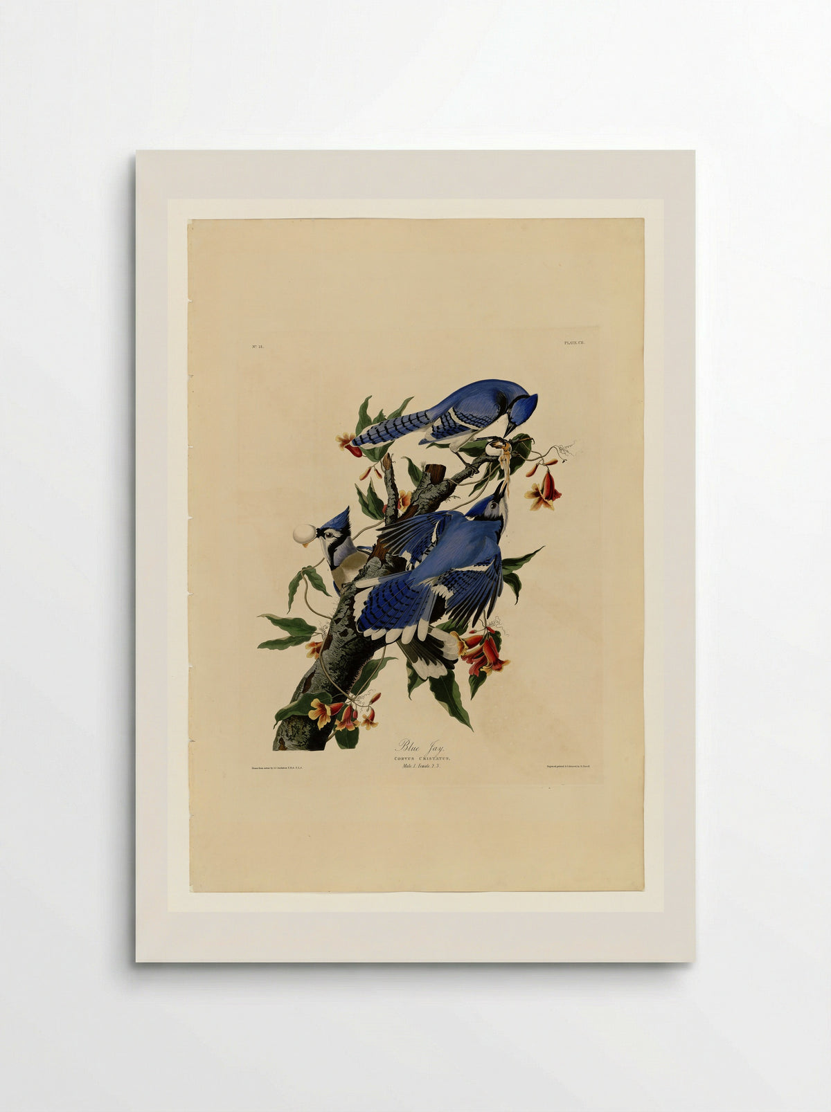 Plate 102 Blue Jay - John James Audubon - Poster