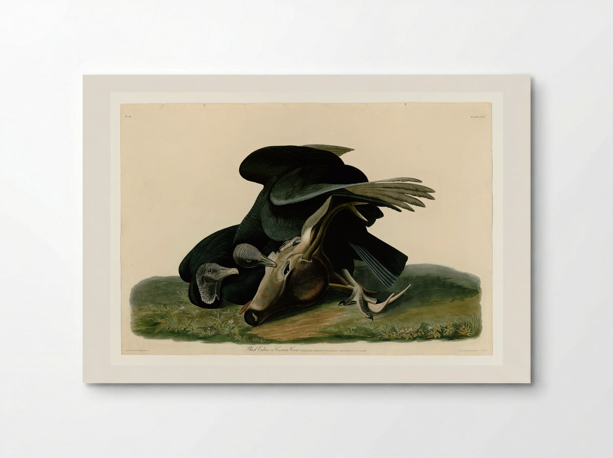 Plate 106 Black Vulture or Carrion Crow - John James Audubon - Poster