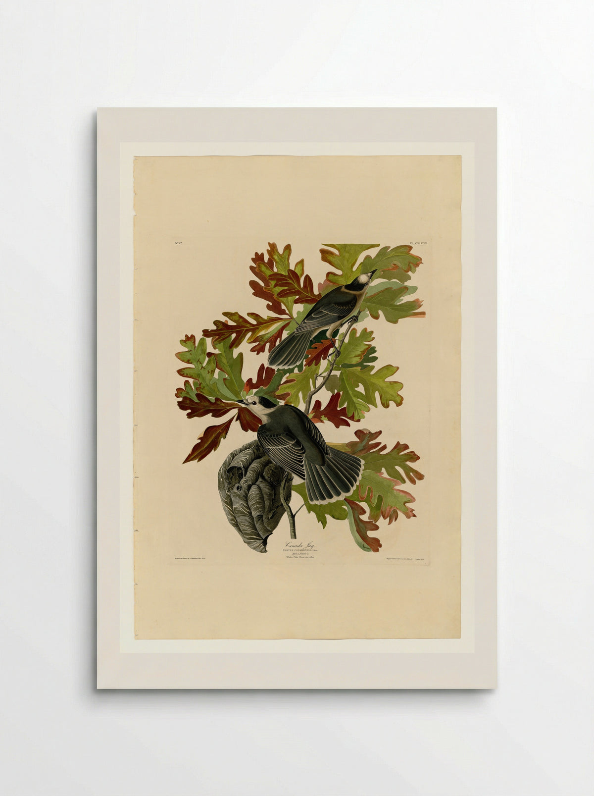 Plate 107 Canada Jay - John James Audubon - Poster