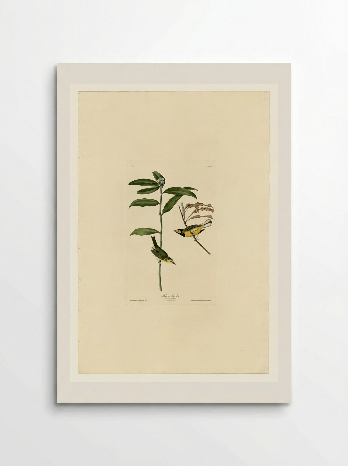 Plate 110 Hooded Warbler - John James Audubon - Poster
