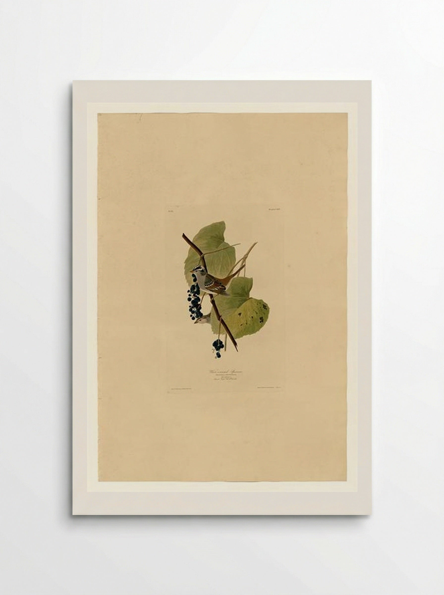 Plate 114 White-crowned Sparrow - John James Audubon - Poster