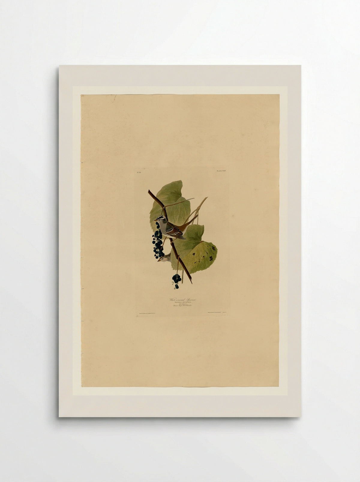 Plate 114 White-crowned Sparrow - John James Audubon - Poster