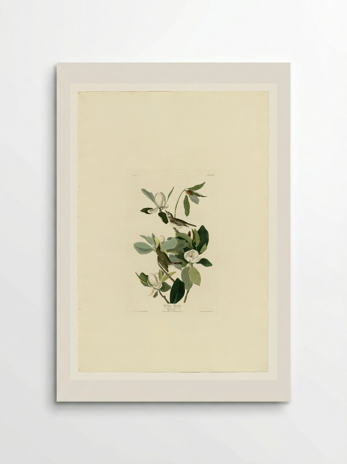 Plate 118 Warbling Flycatcher - John James Audubon - Poster