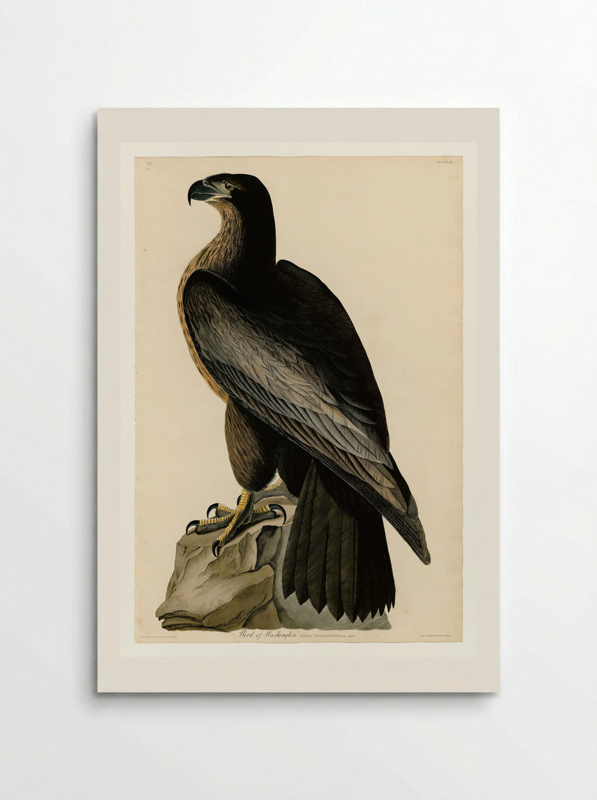 Plate 11. Bird of Washington - John James Audubon - Poster