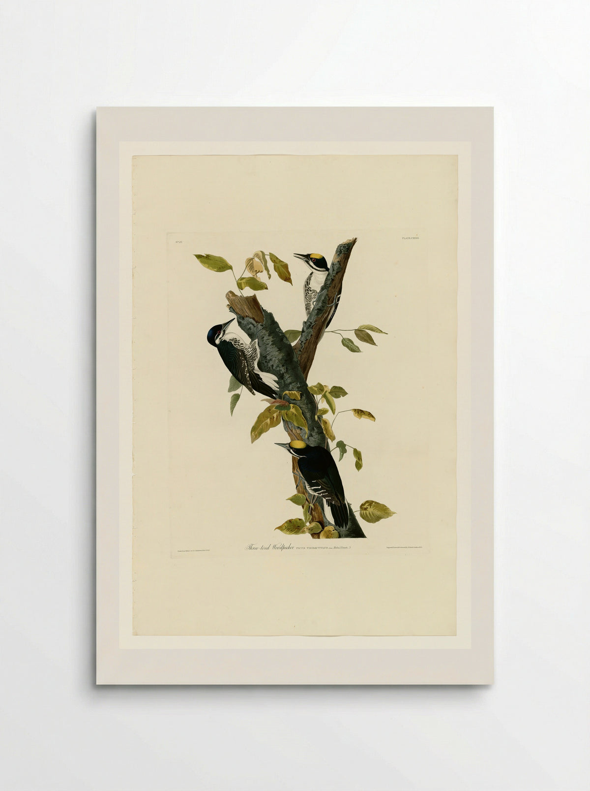Plate 132 Three-toed Woodpecker - John James Audubon - Poster