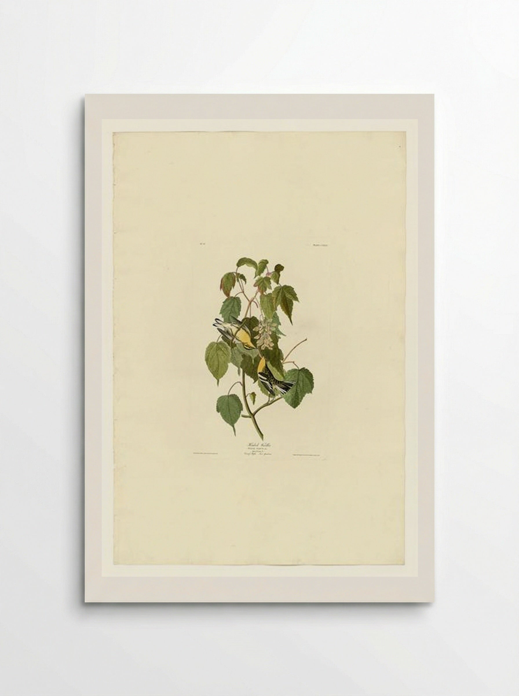 Plate 134 Hemlock Warbler - John James Audubon - Poster