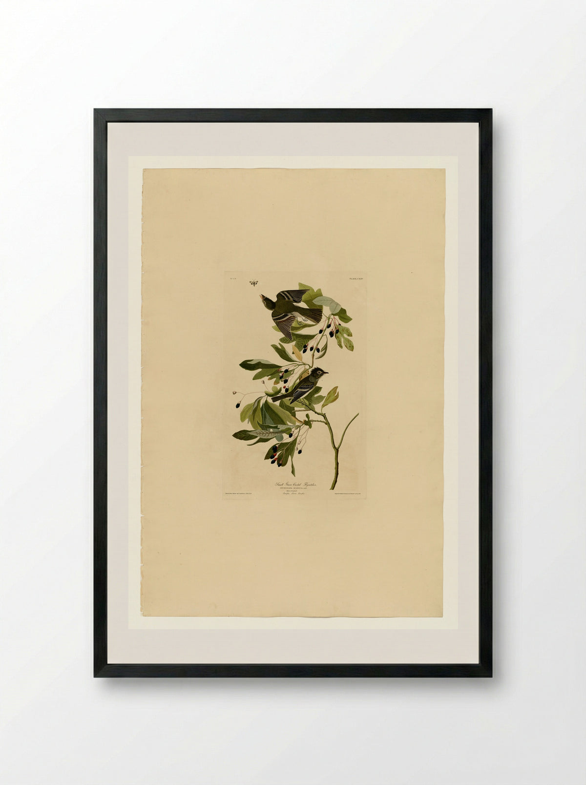Plate 144 Small Green Crested Flycatcher - John James Audubon - Framed Print Black