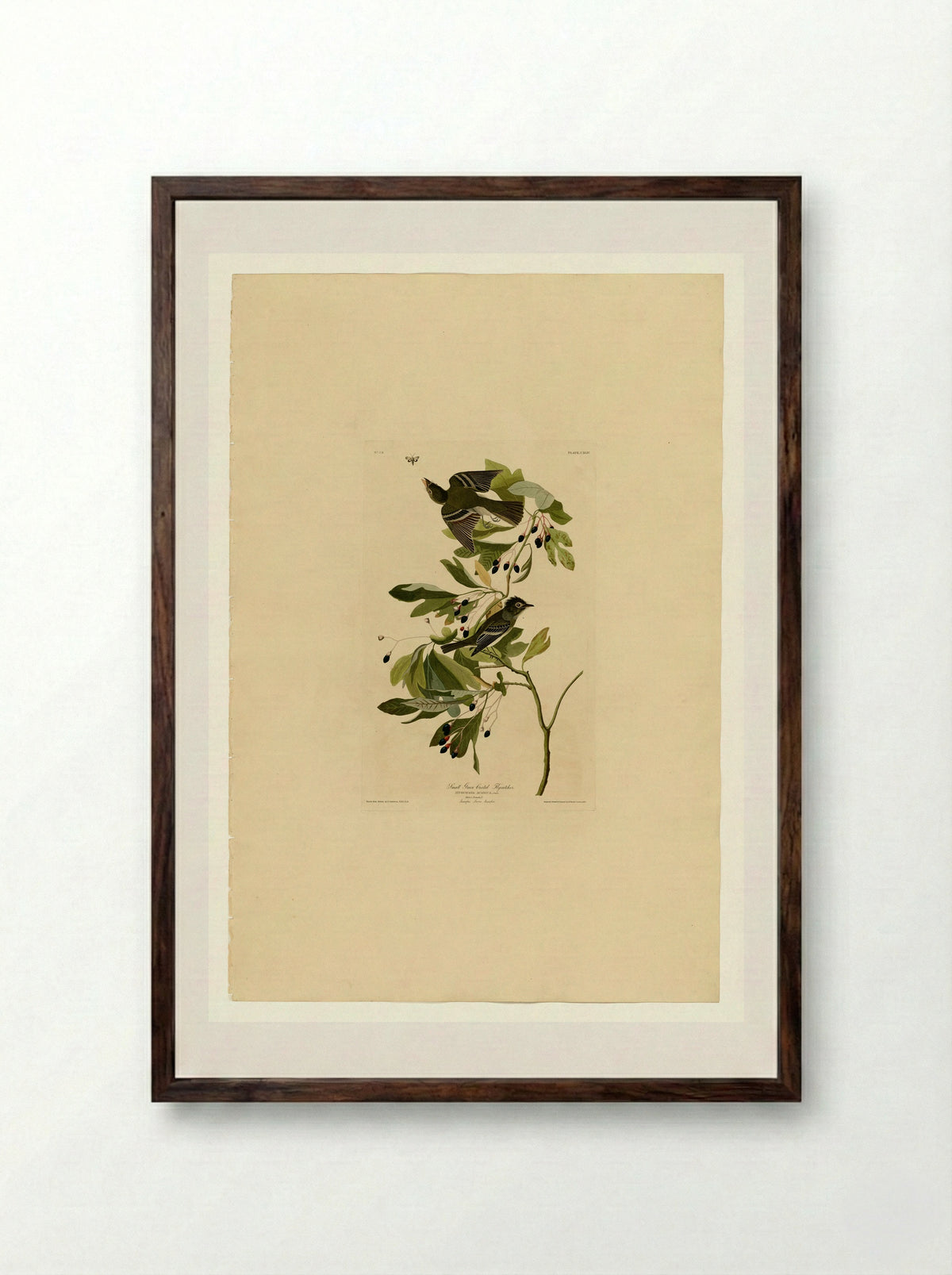 Plate 144 Small Green Crested Flycatcher - John James Audubon - Framed Print Dark Wood