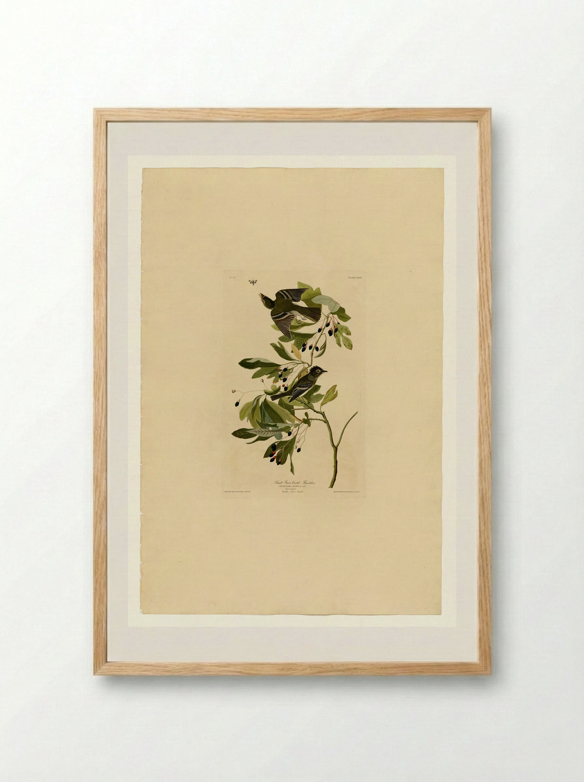 Plate 144 Small Green Crested Flycatcher - John James Audubon - Framed Print Wood