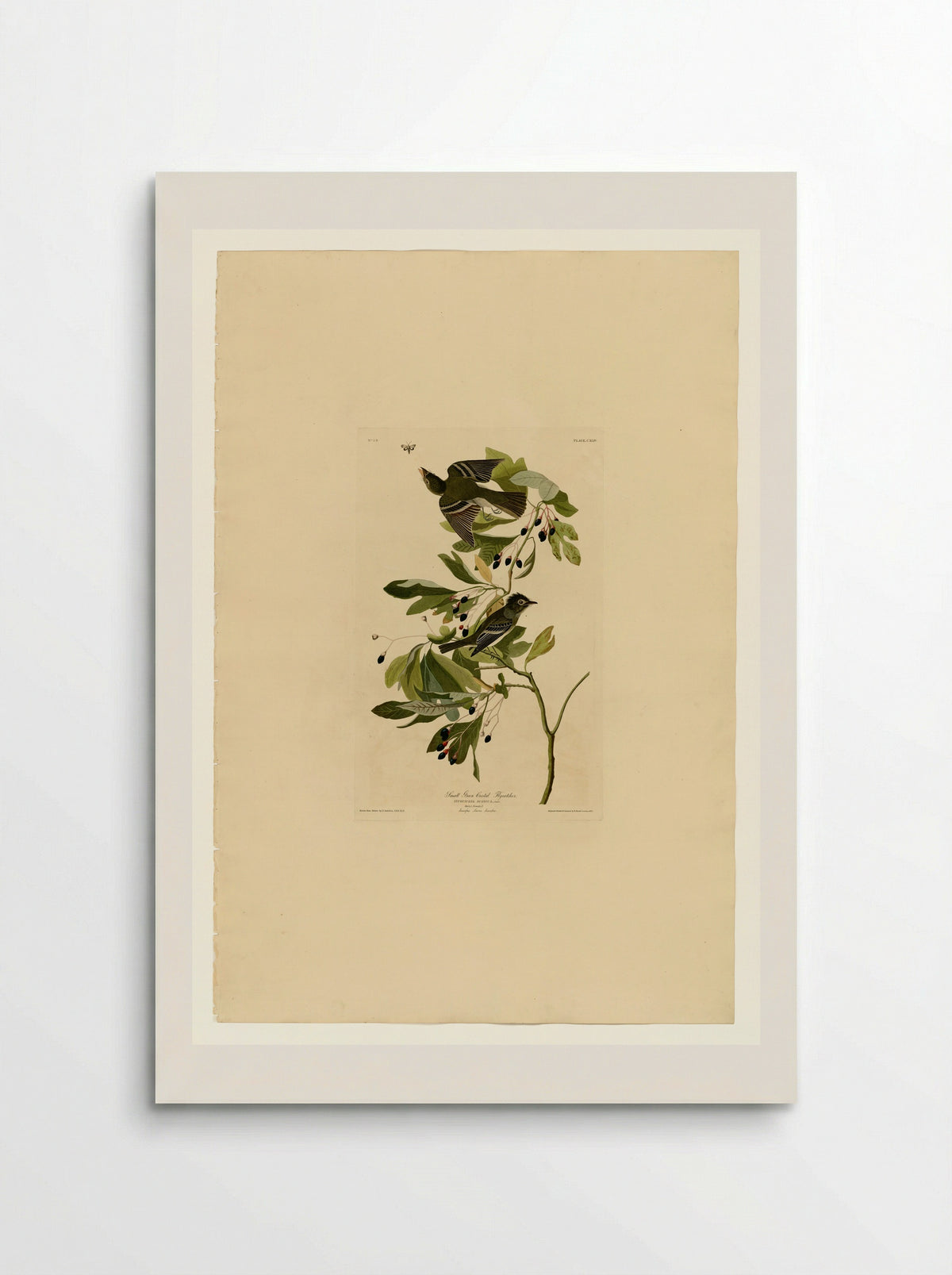Plate 144 Small Green Crested Flycatcher - John James Audubon - Poster