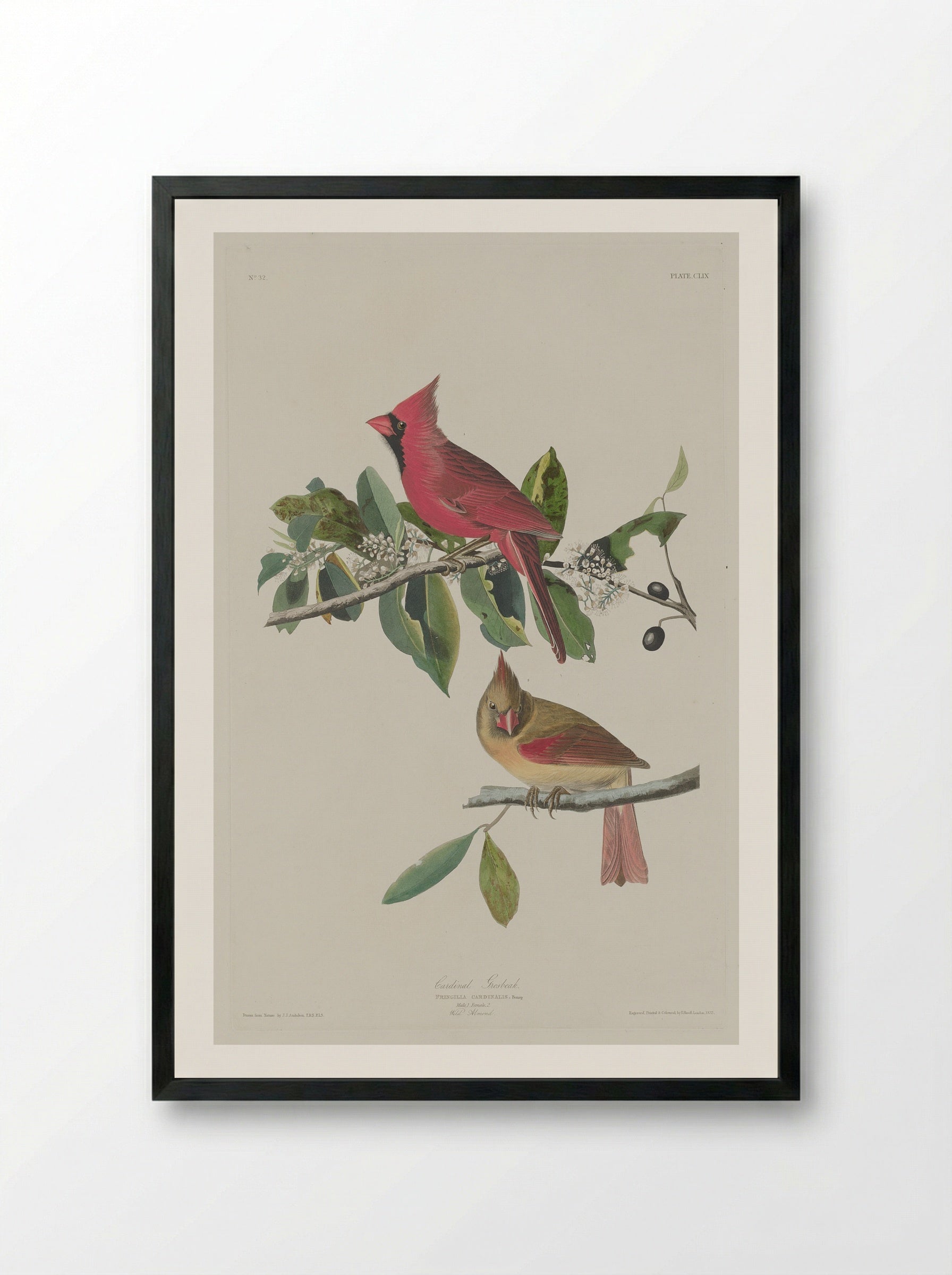 Plate 159 Cardinal Grosbeak - John James Audubon - Framed Print Black