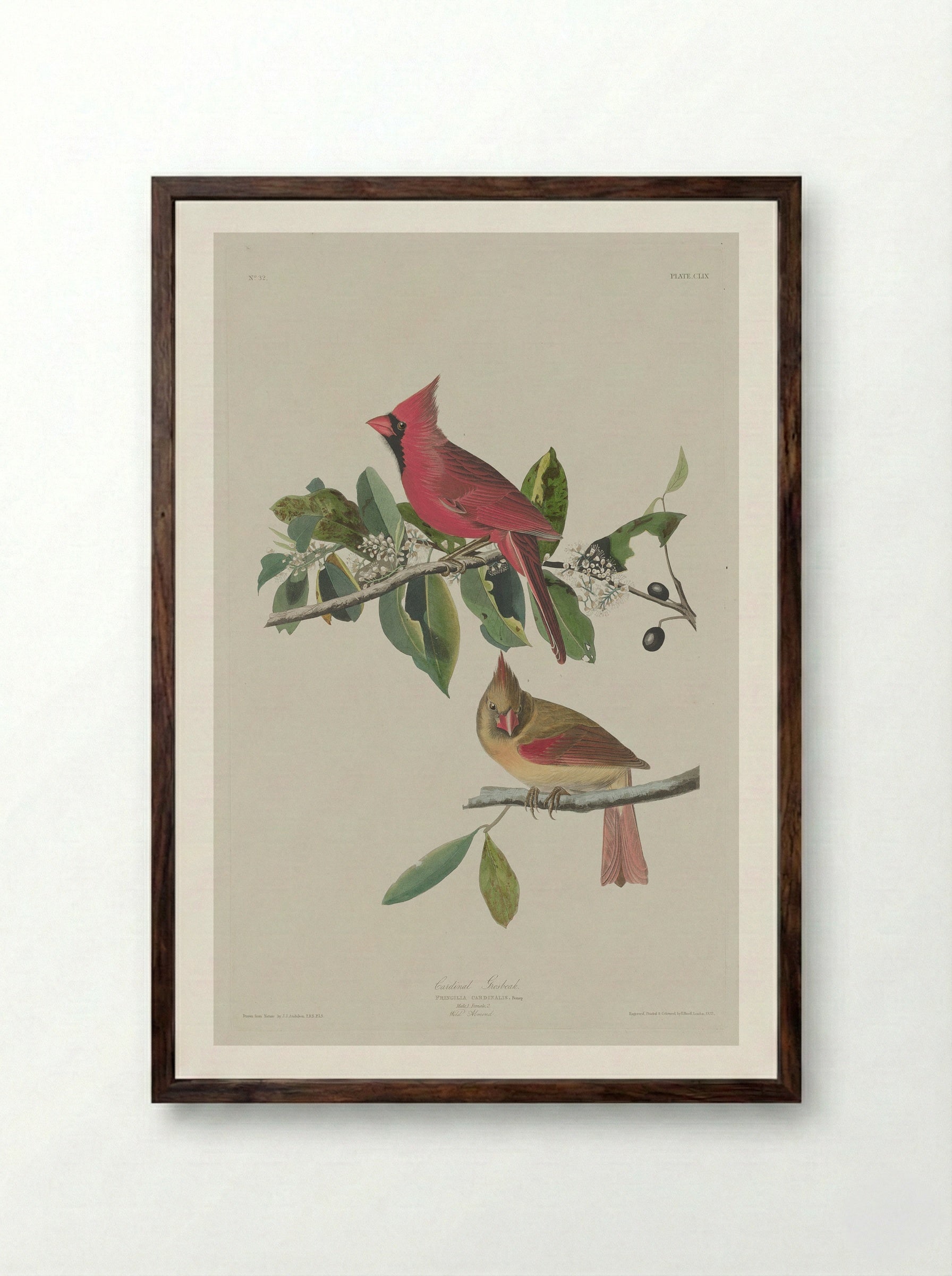 Plate 159 Cardinal Grosbeak - John James Audubon - Framed Print Dark Wood