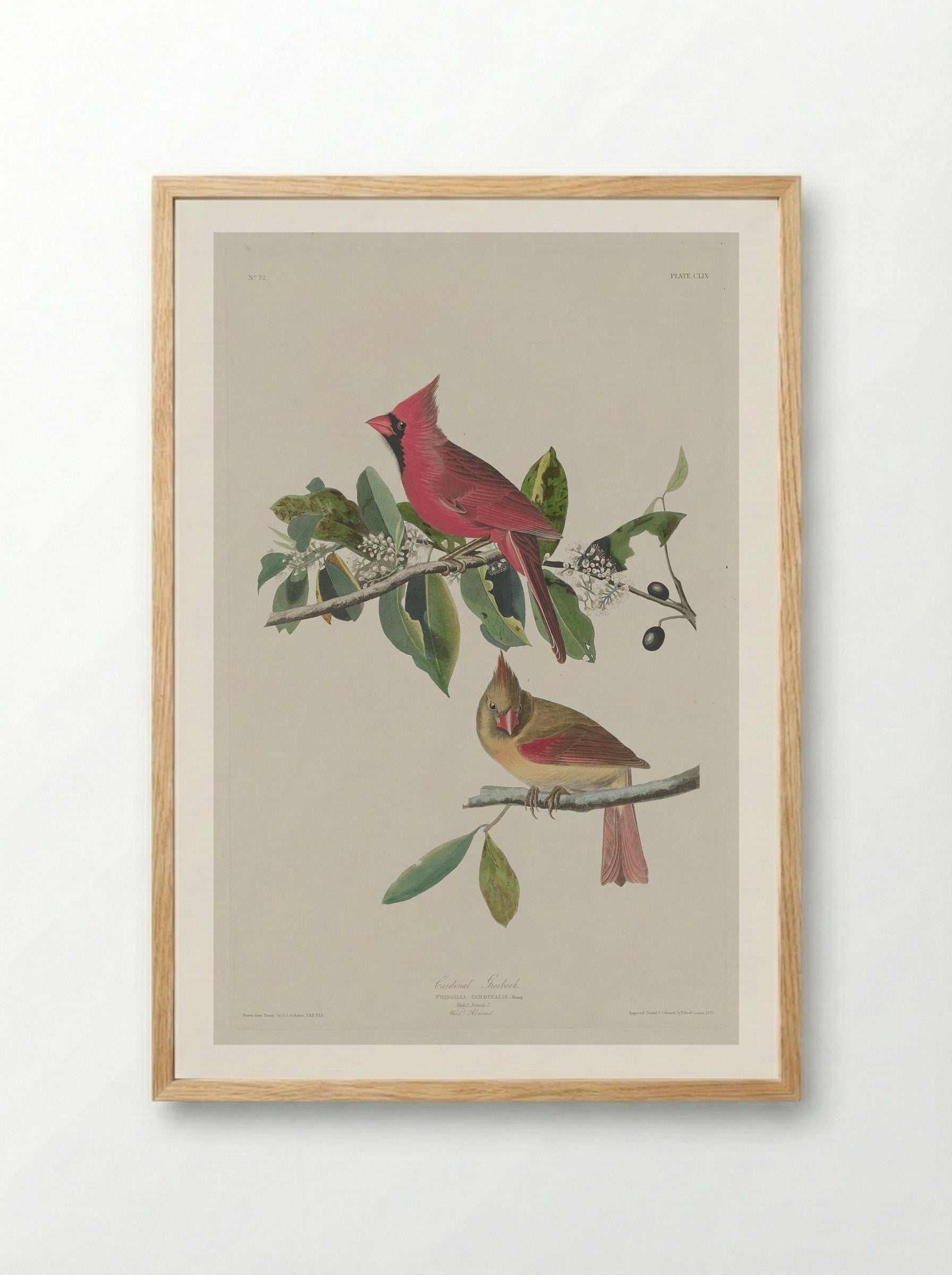 Plate 159 Cardinal Grosbeak - John James Audubon - Framed Print Wood