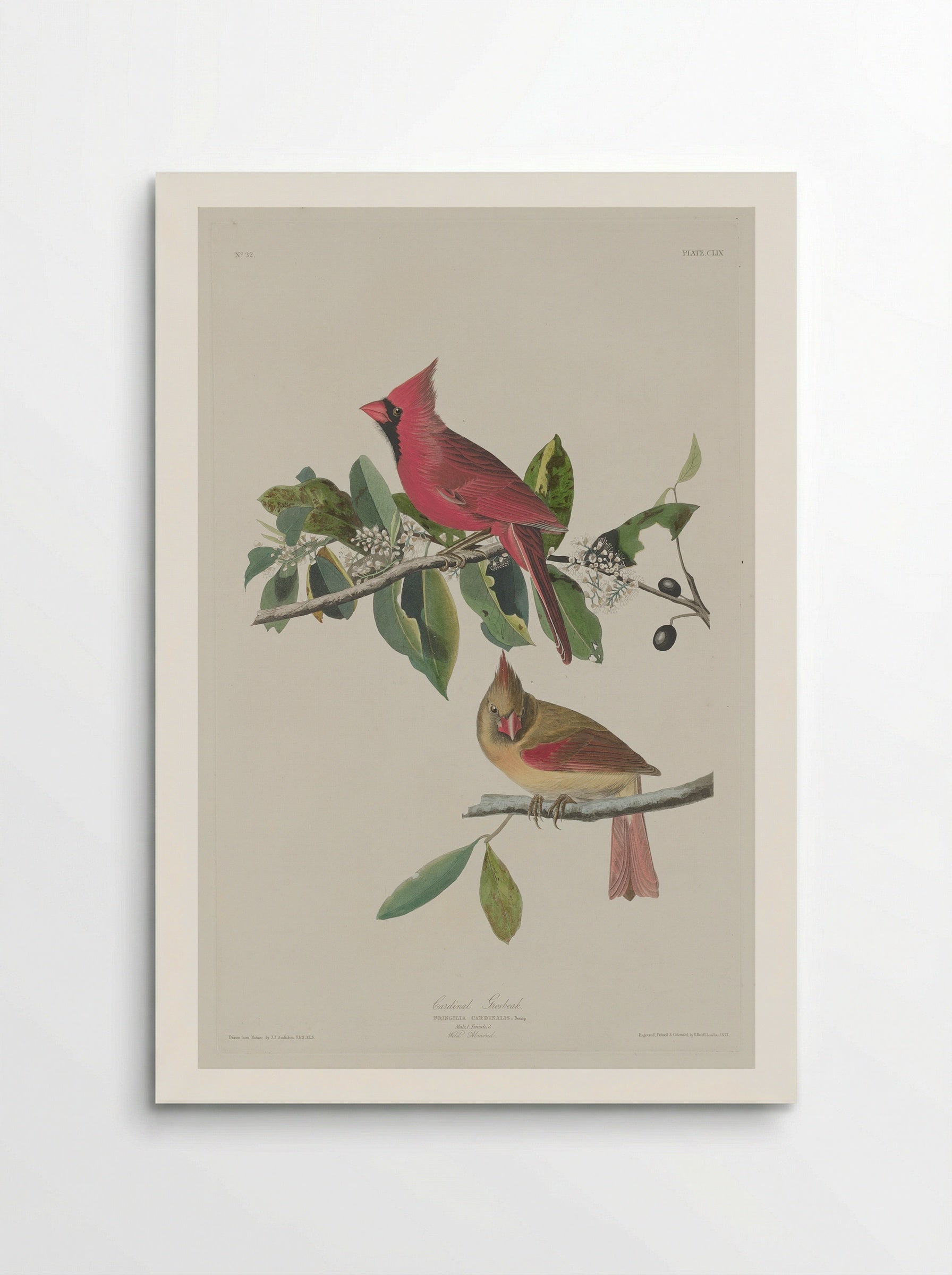 Plate 159 Cardinal Grosbeak - John James Audubon - Poster