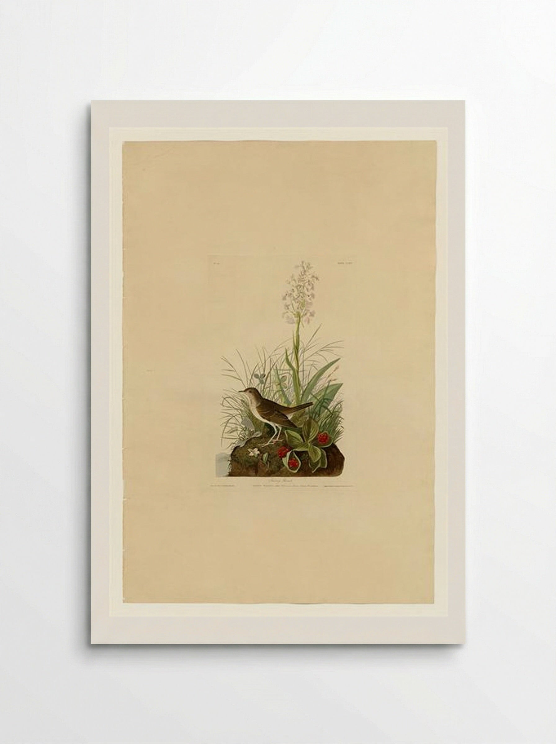Plate 164 Tawny Thrush - John James Audubon - Poster