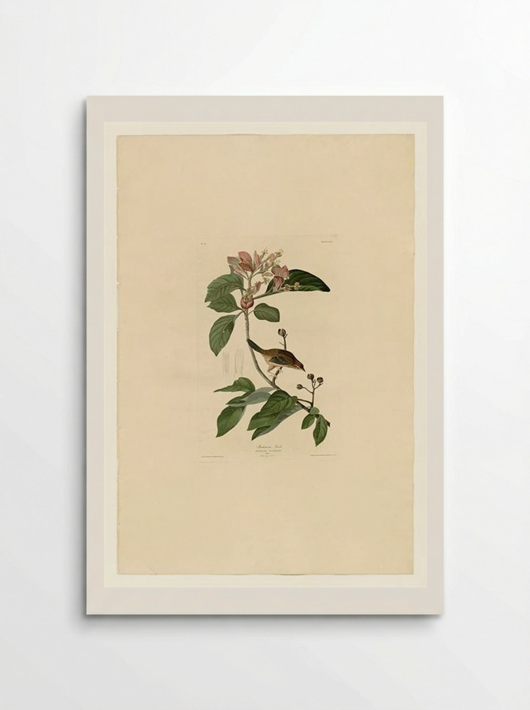 Plate 165, Bachman's Finch - John James Audubon - Poster