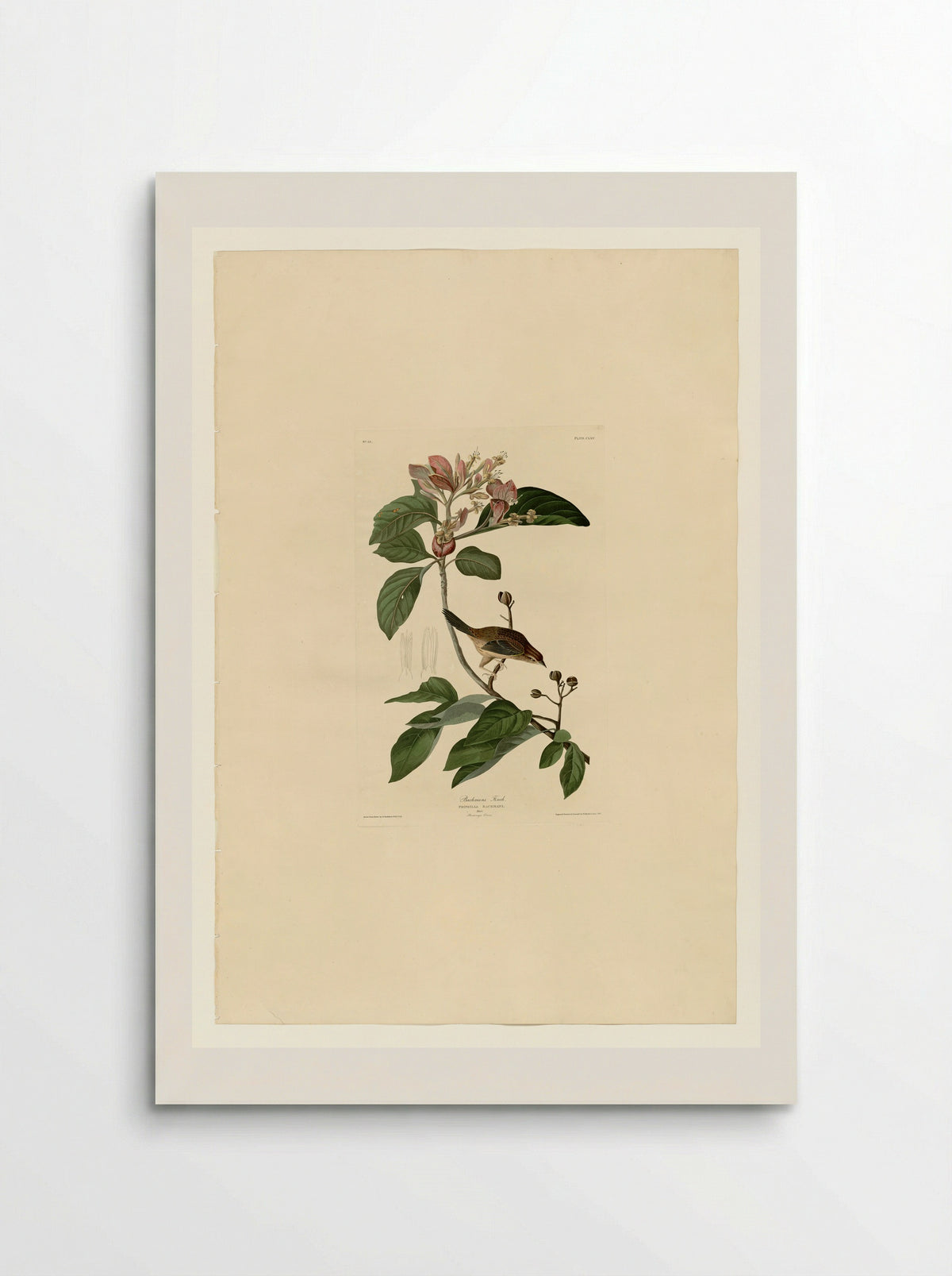 Plate 165, Bachman's Finch - John James Audubon - Poster