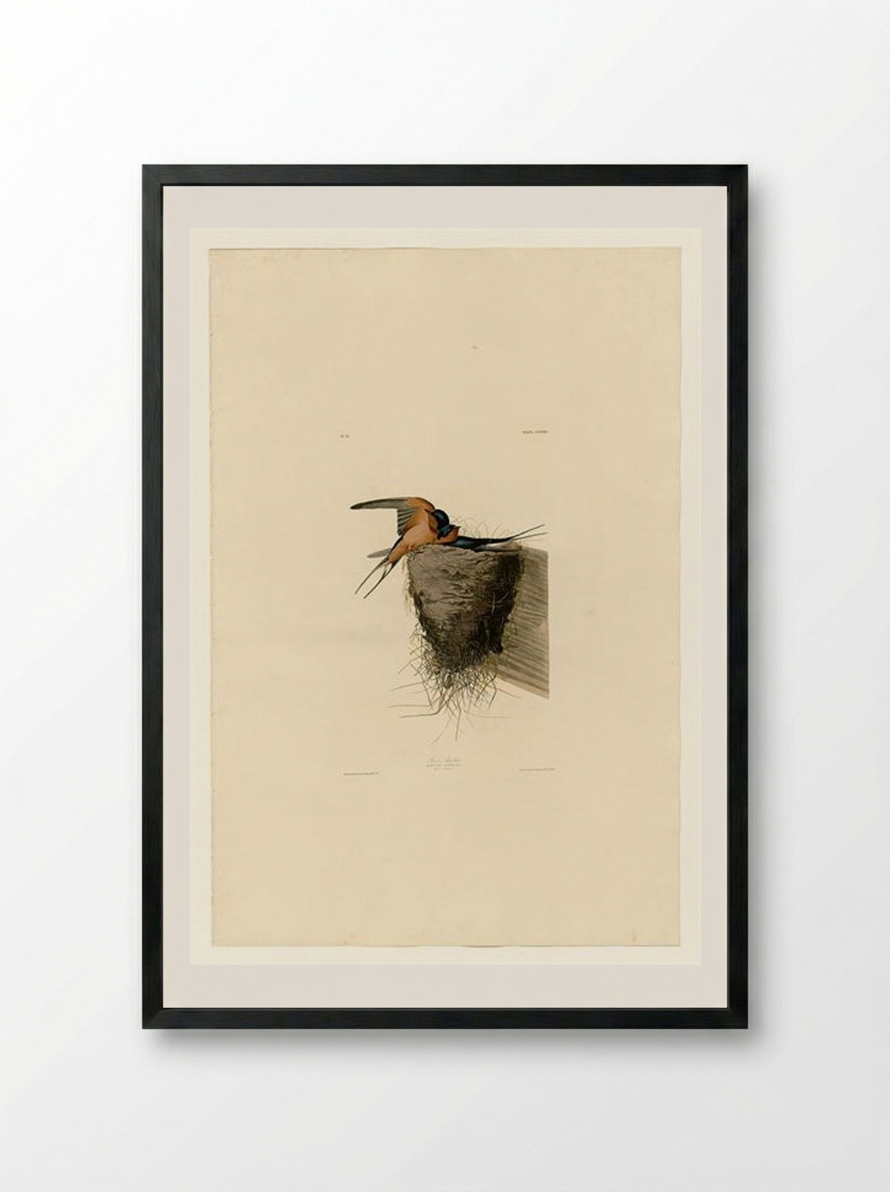 Plate 173 Barn Swallow - John James Audubon - Framed Print Black