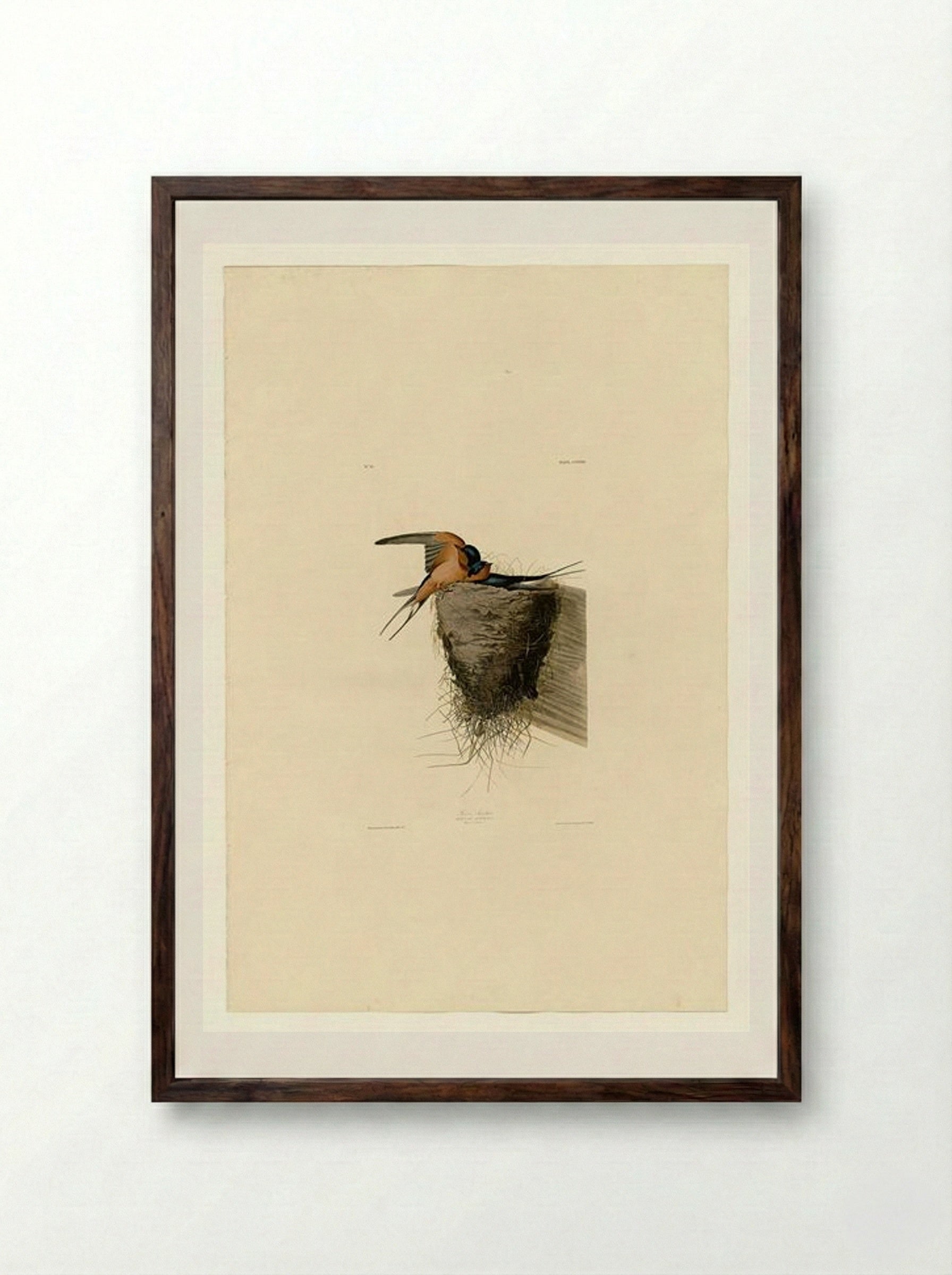 Plate 173 Barn Swallow - John James Audubon - Framed Print Dark Wood