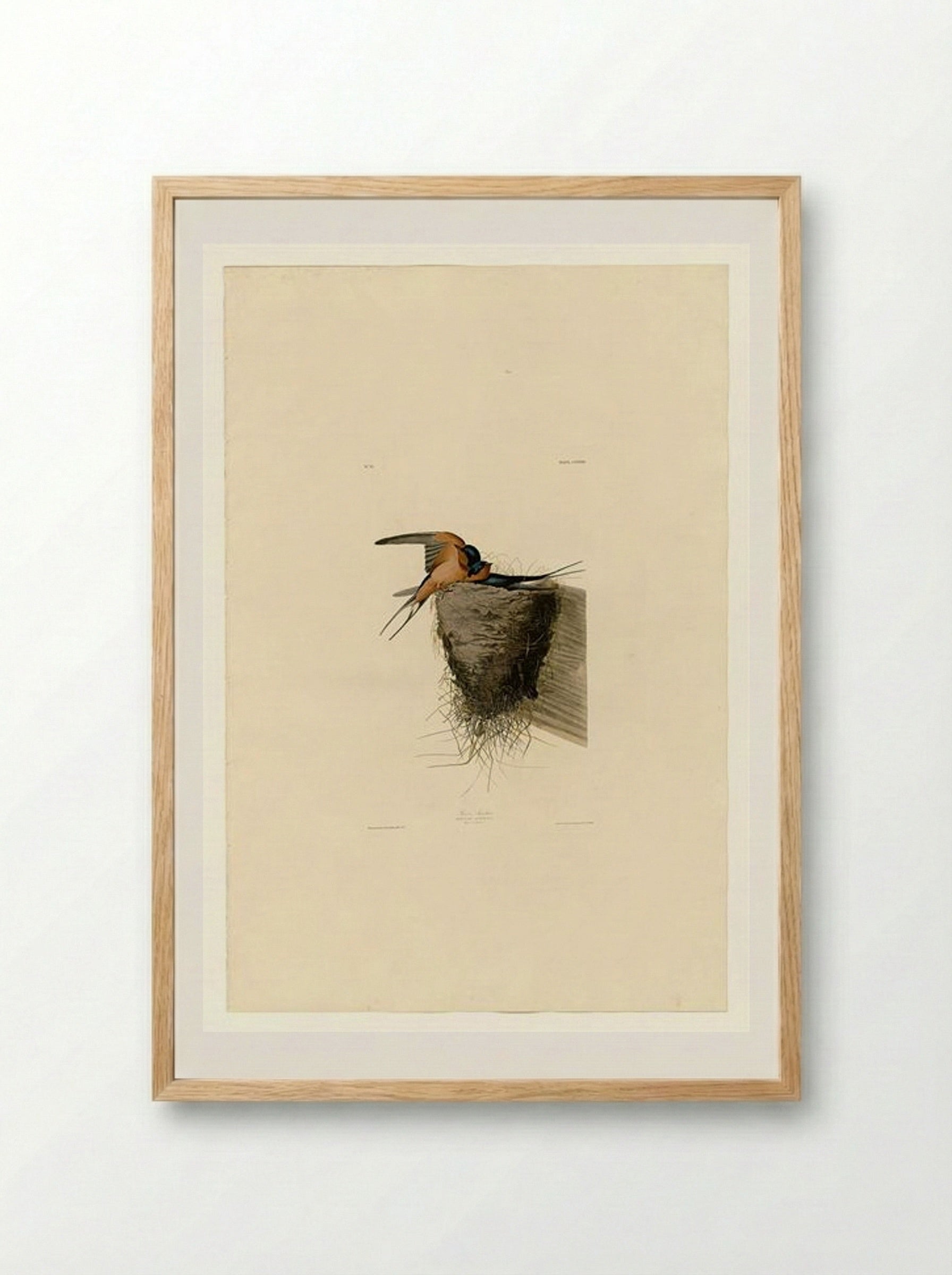 Plate 173 Barn Swallow - John James Audubon - Framed Print Wood