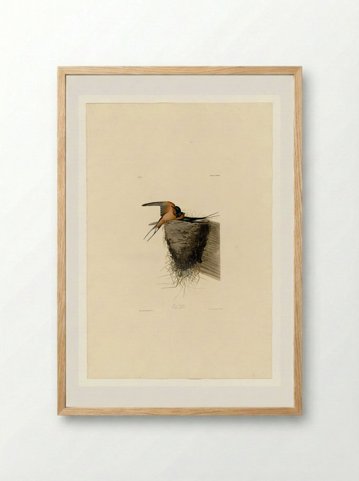 Plate 173 Barn Swallow - John James Audubon - Framed Print Wood